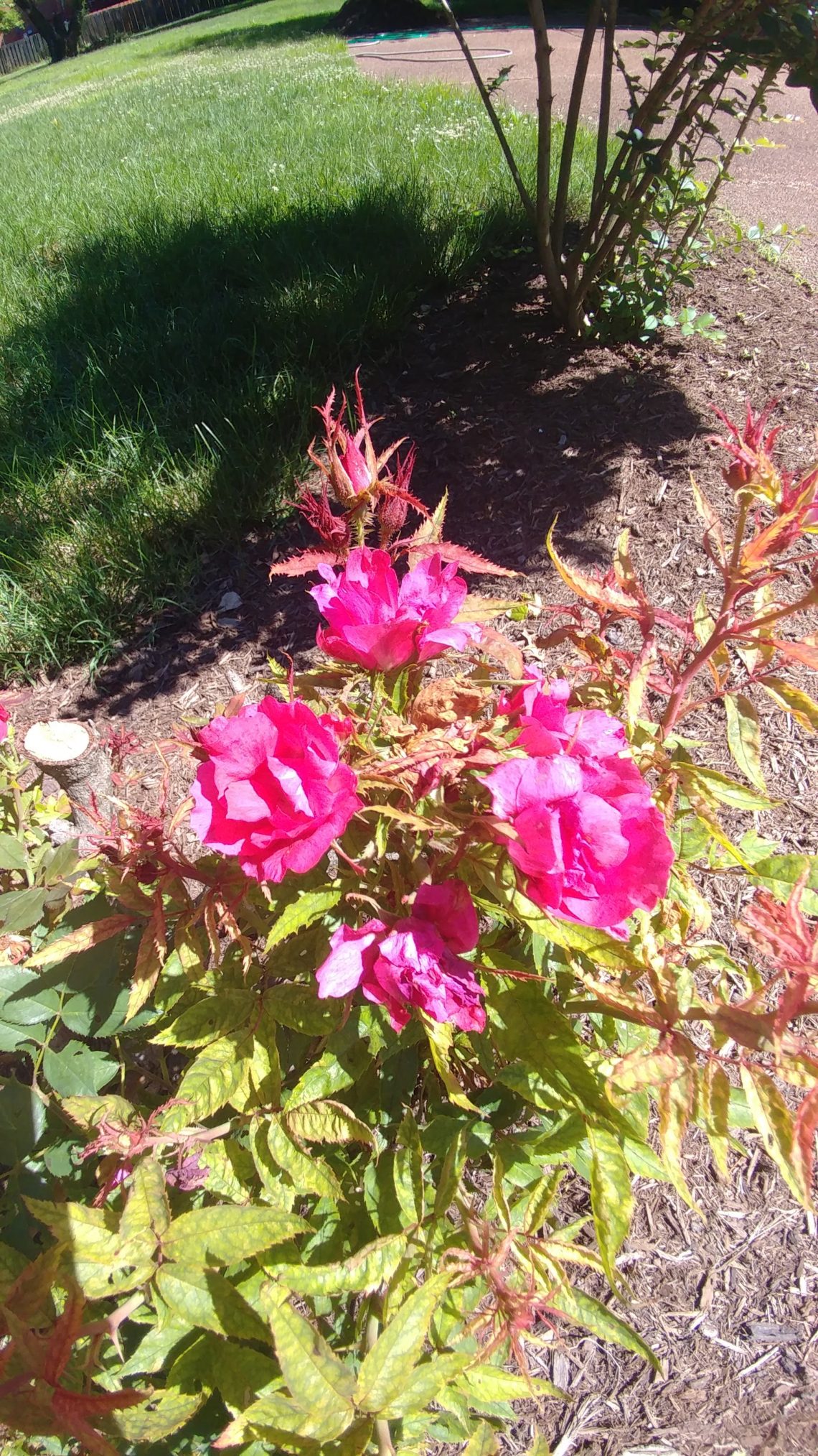 Deformed Roses Rose Rosette Disease - Coming to a Knockout Rose Near You! - A Garden ...