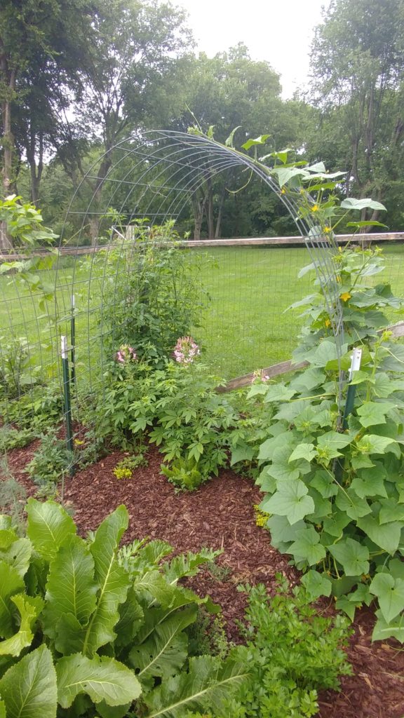 Cucumber vine on right side of arch, tomato on left side of arch, with cleome, creeping jenny, and foxtail fern underneath