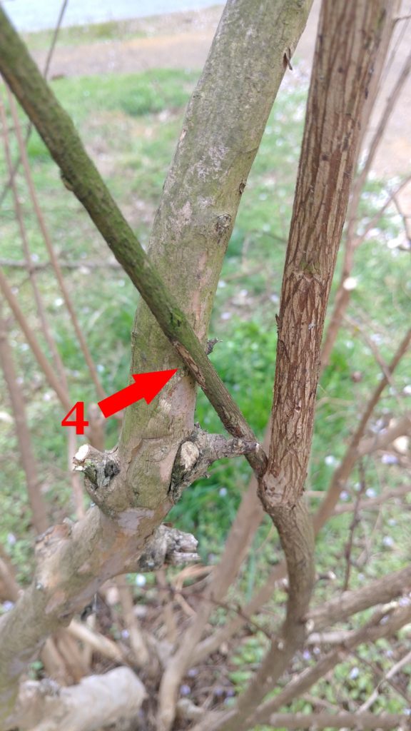 Crape Murder or the Horrific Butchering of Crape Myrtle Trees - A ...