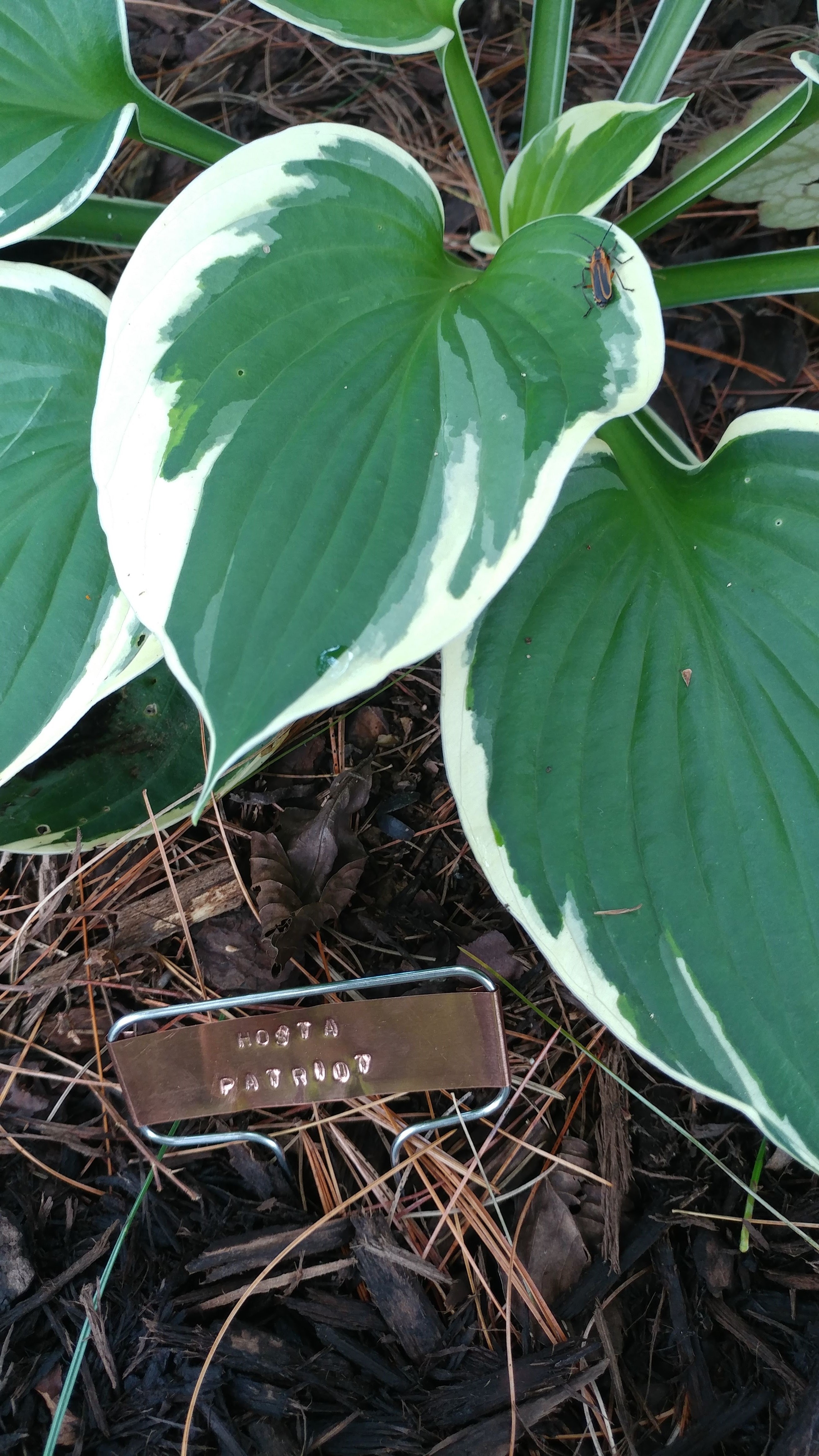 Plant label for Hosta Patriot