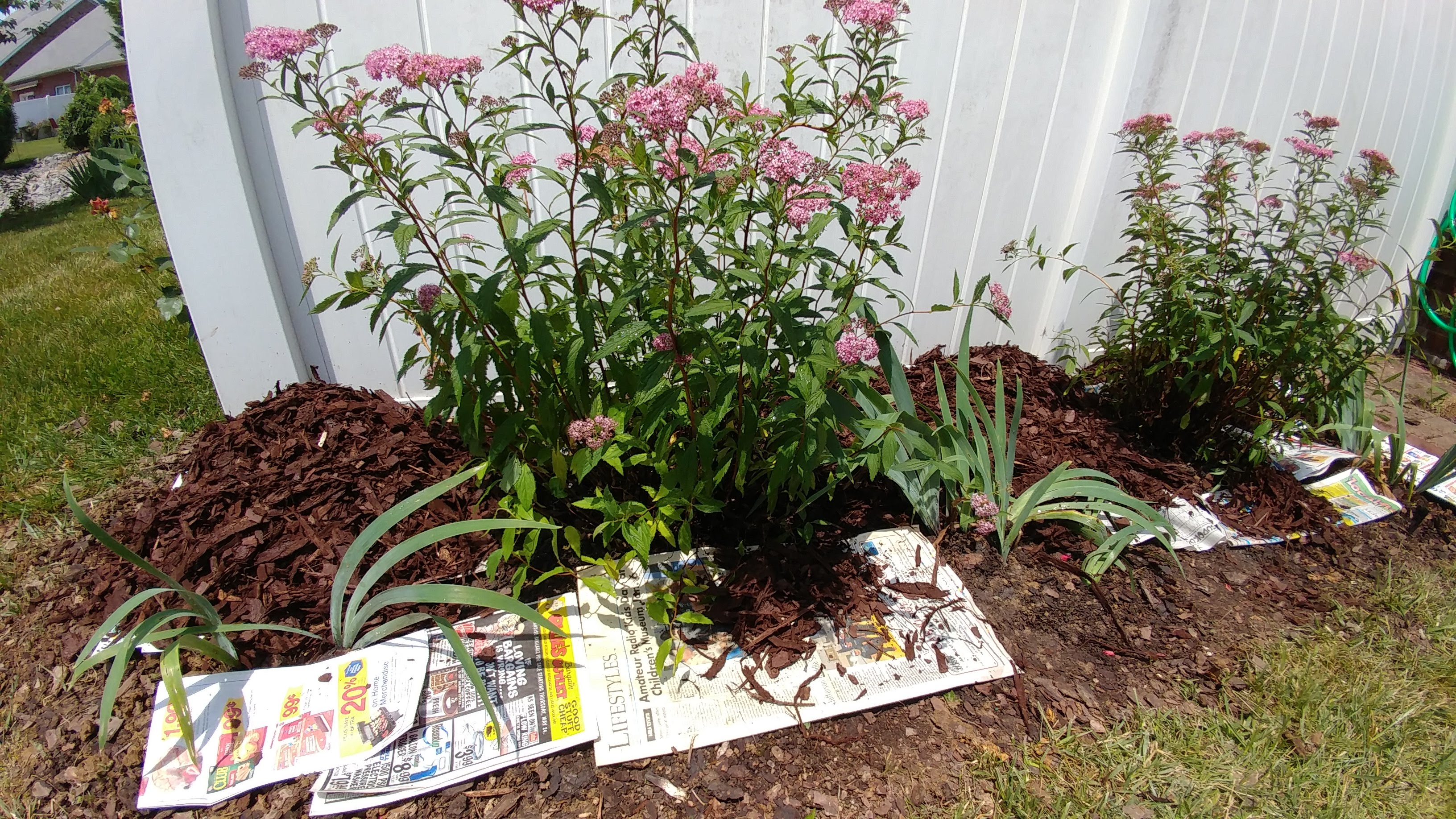 spiraea and irises with newspaper covered by mulch