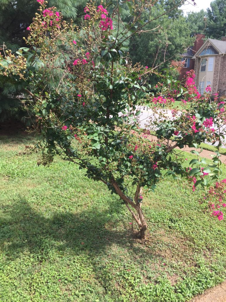 Crape myrtle from 2015