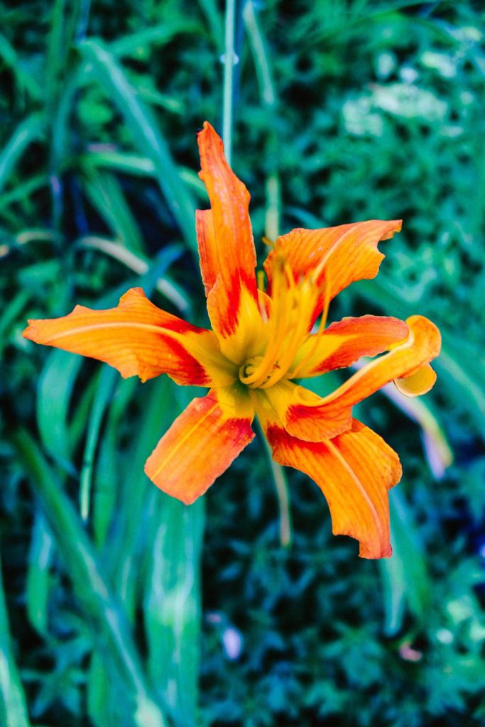 Orange daylily bloom