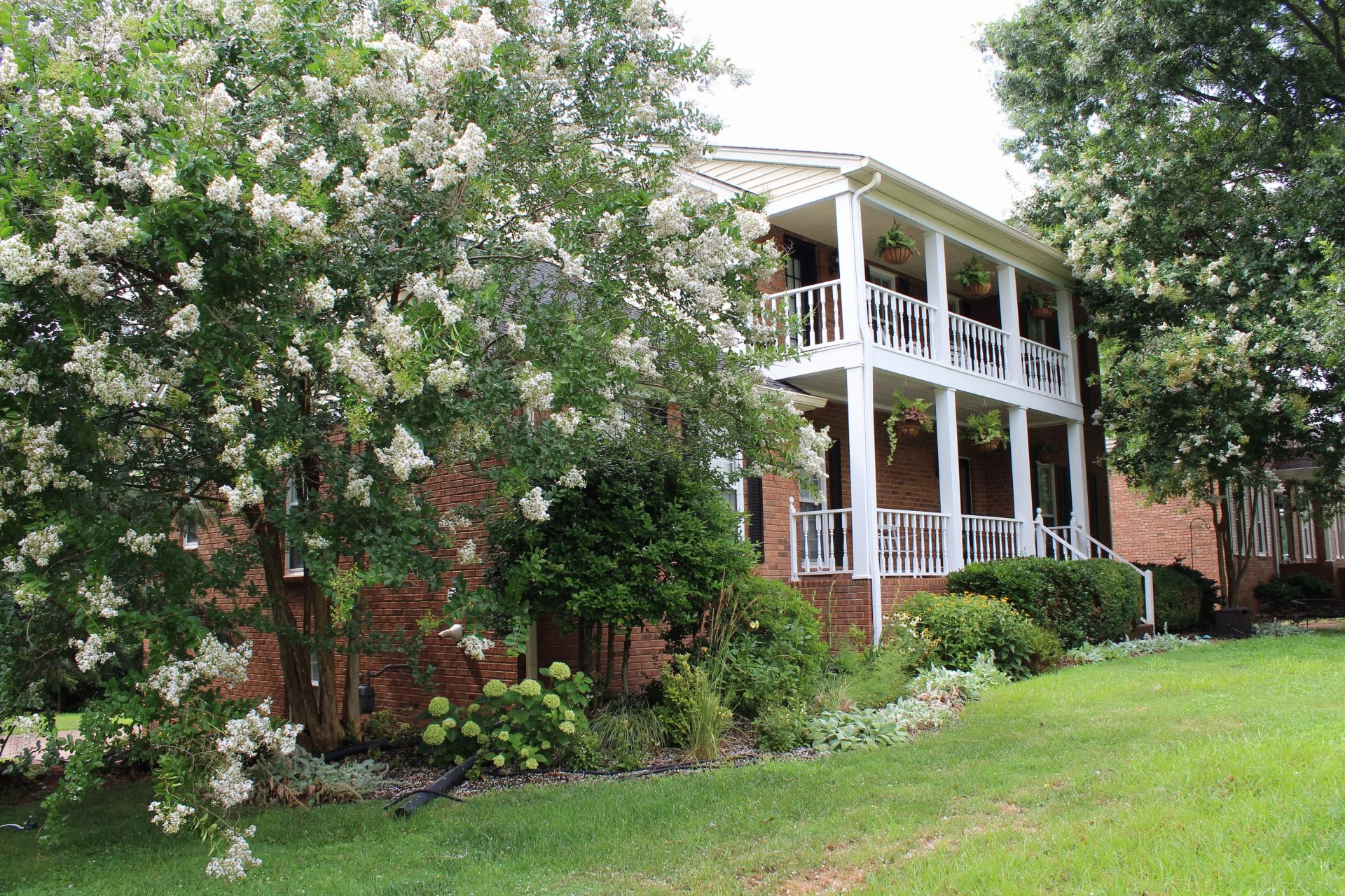 View of front of house with white crape myrtle trees