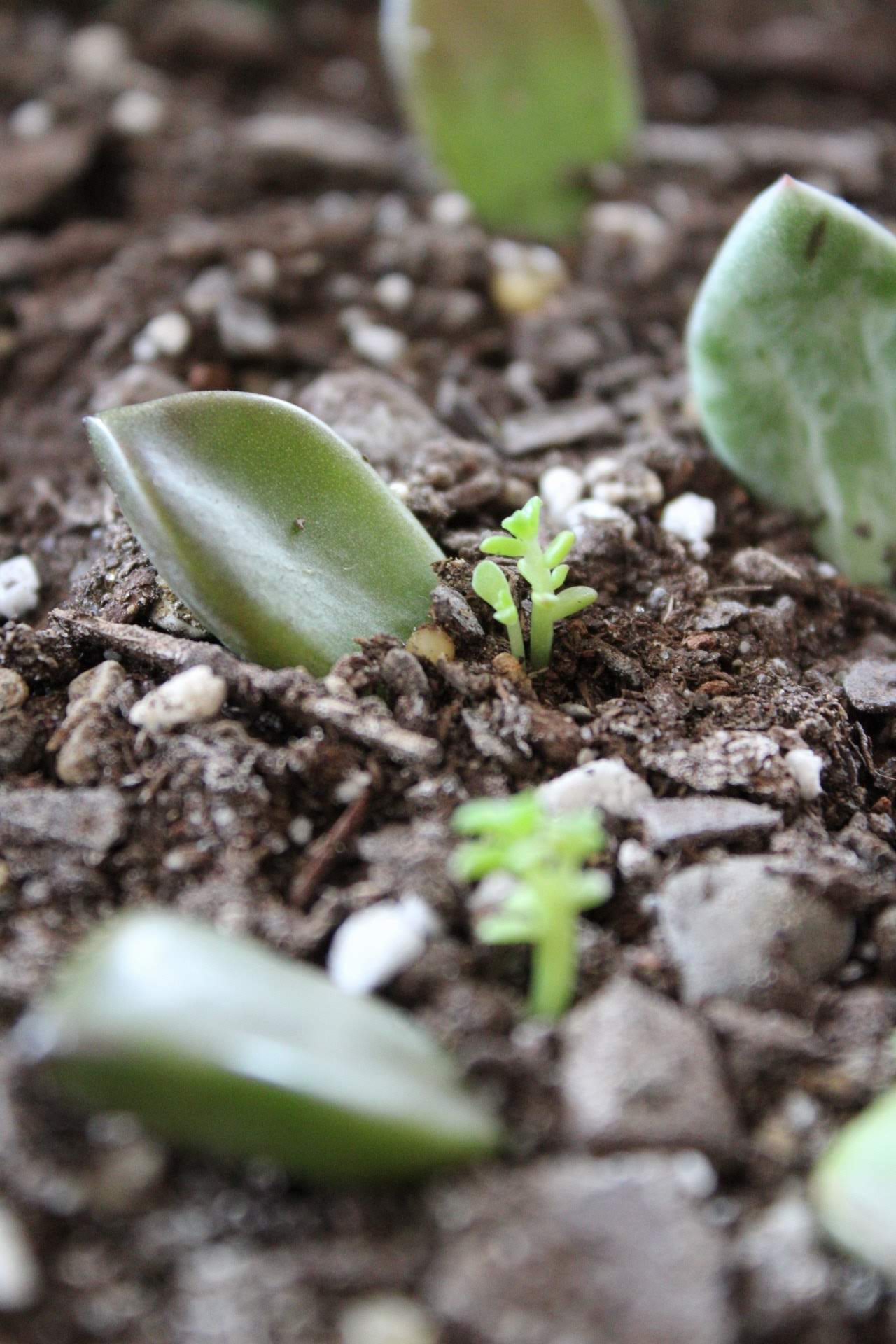 Succulent propagation new growth