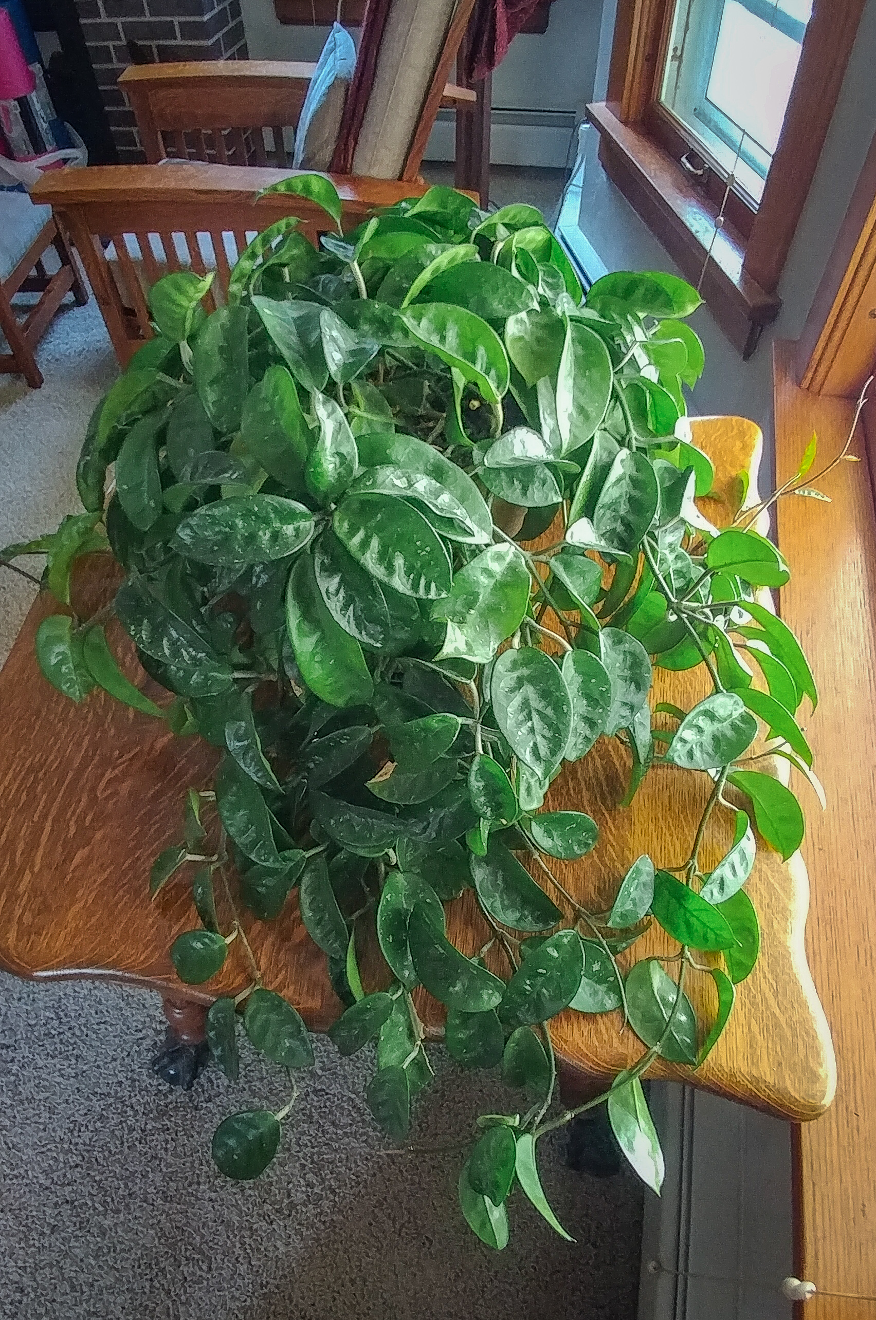 trailing houseplant on table by living room window