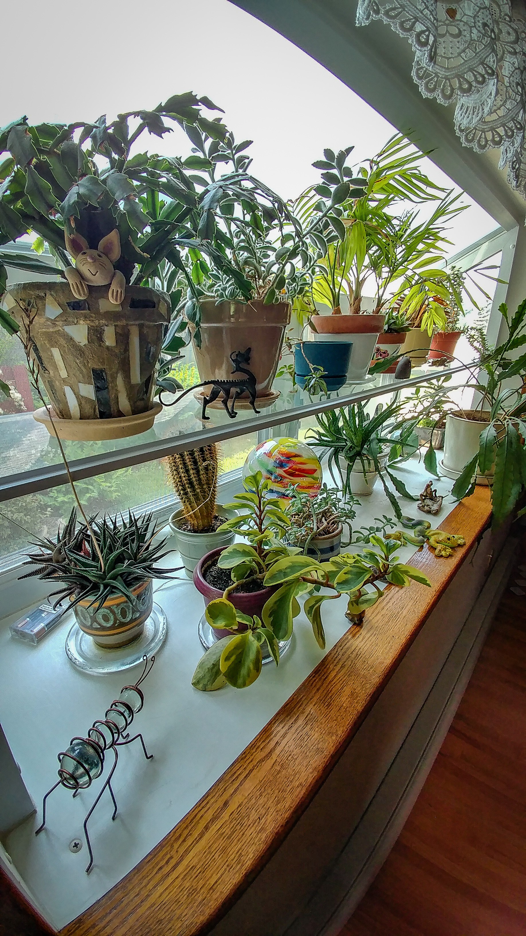 Garden window with a variety of houseplants