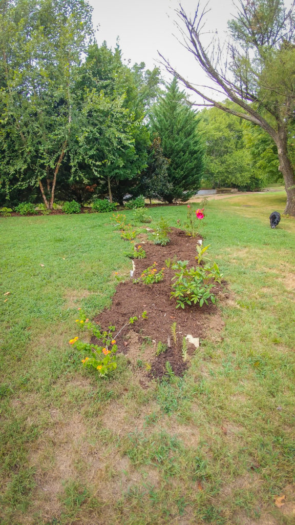 beginning stages of new flower bed with warm color scheme