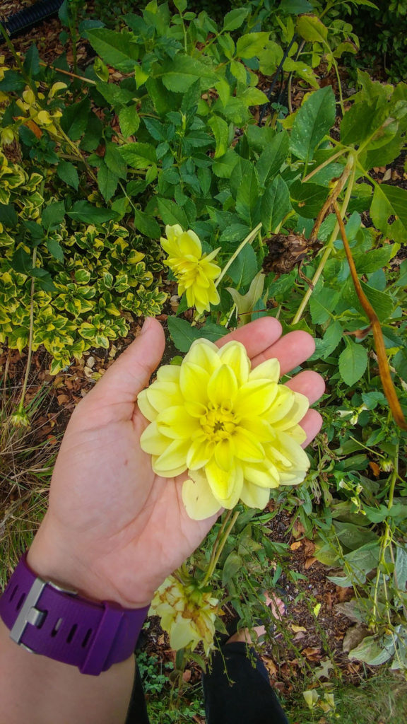 Yellow dahlia