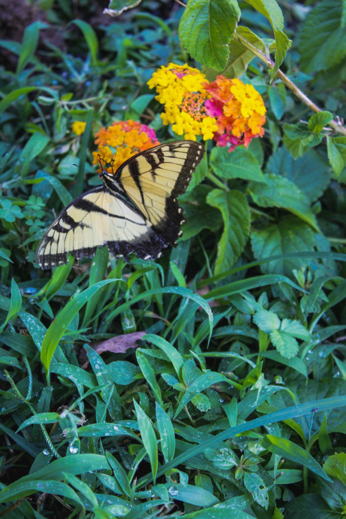 Eastern Tiger swallowtail butterfly on lantana 'Miss Huff'
