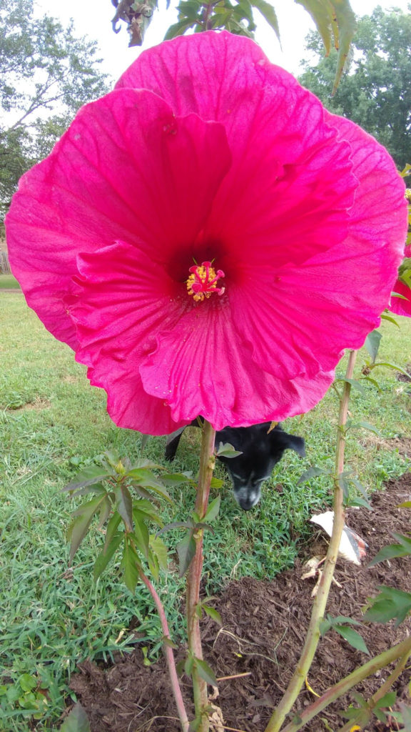 Pink hardy hibiscus with dog in background