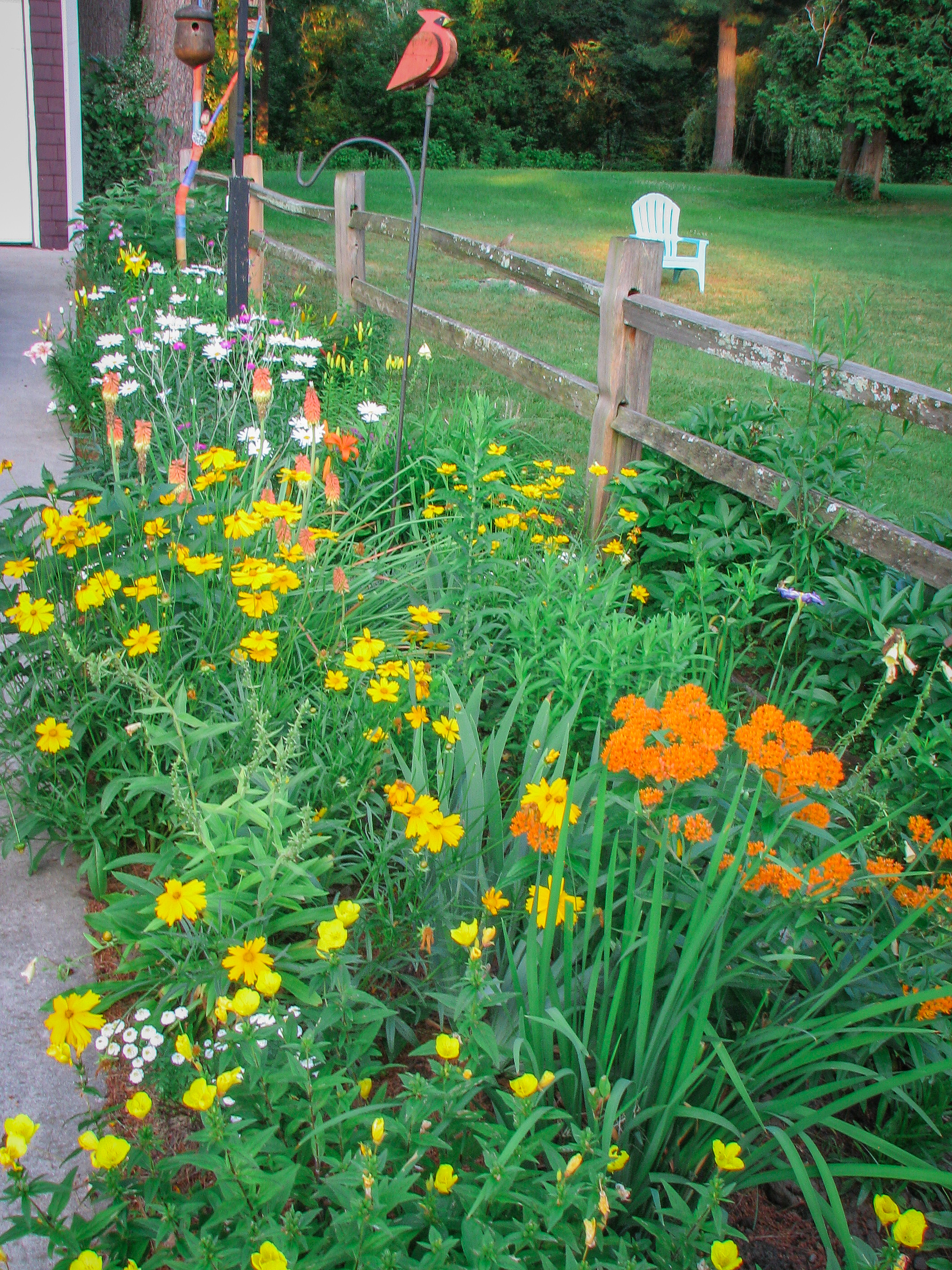 Garden along back fence with mostly yellow flowers