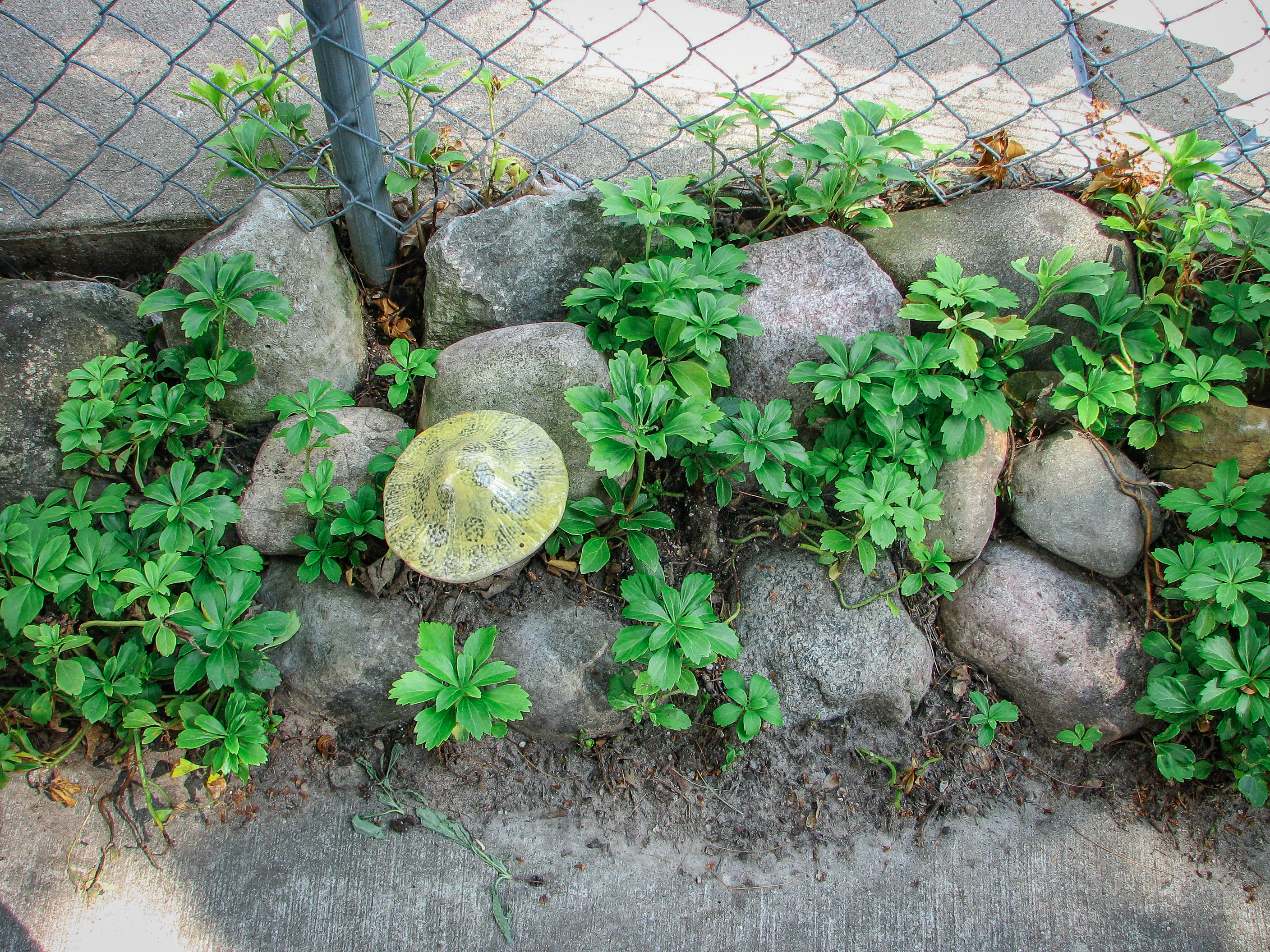 pachysandra, rocks, and ceramic mushroom along fence