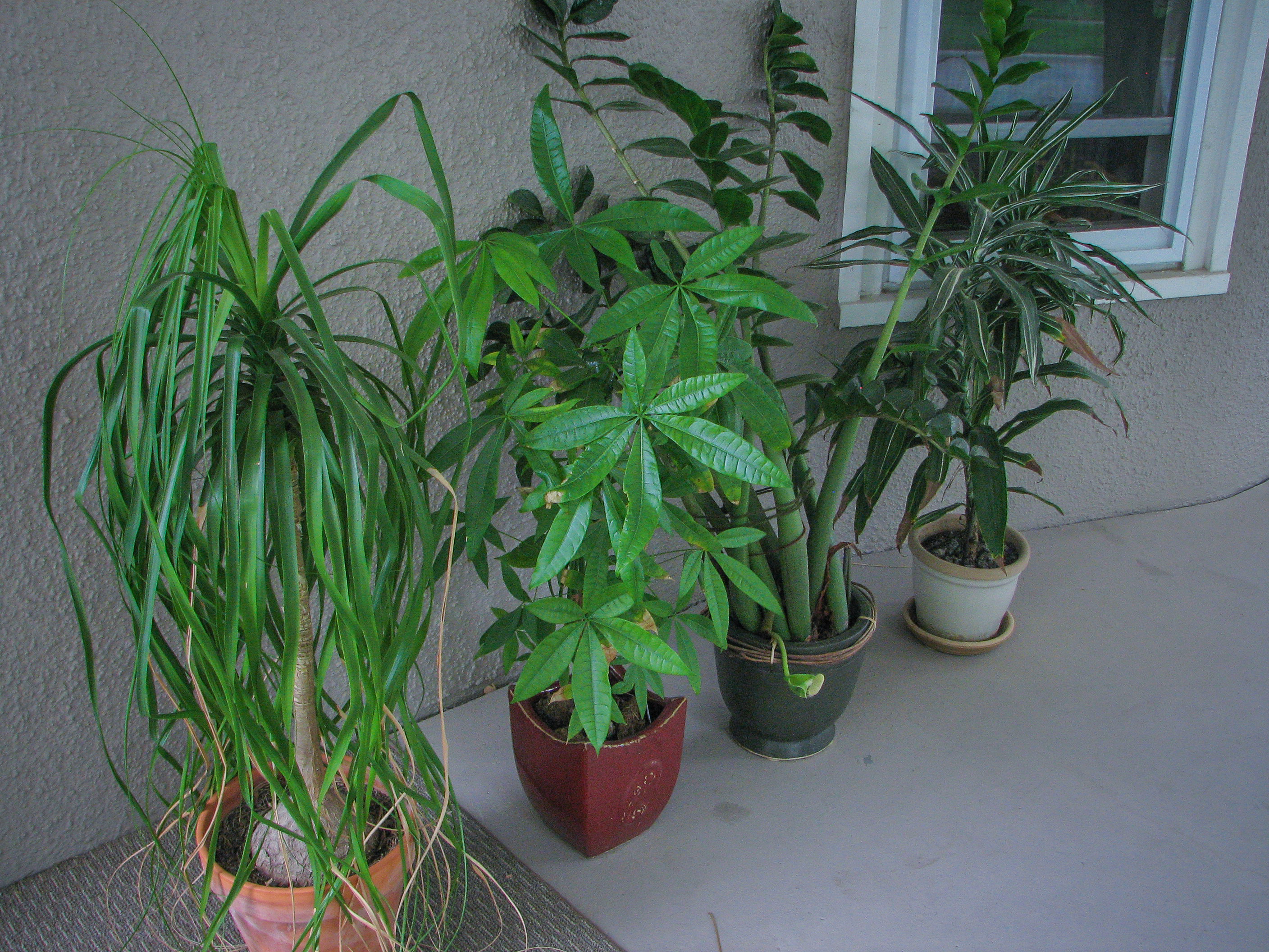 tropical foliage houseplants on front porch