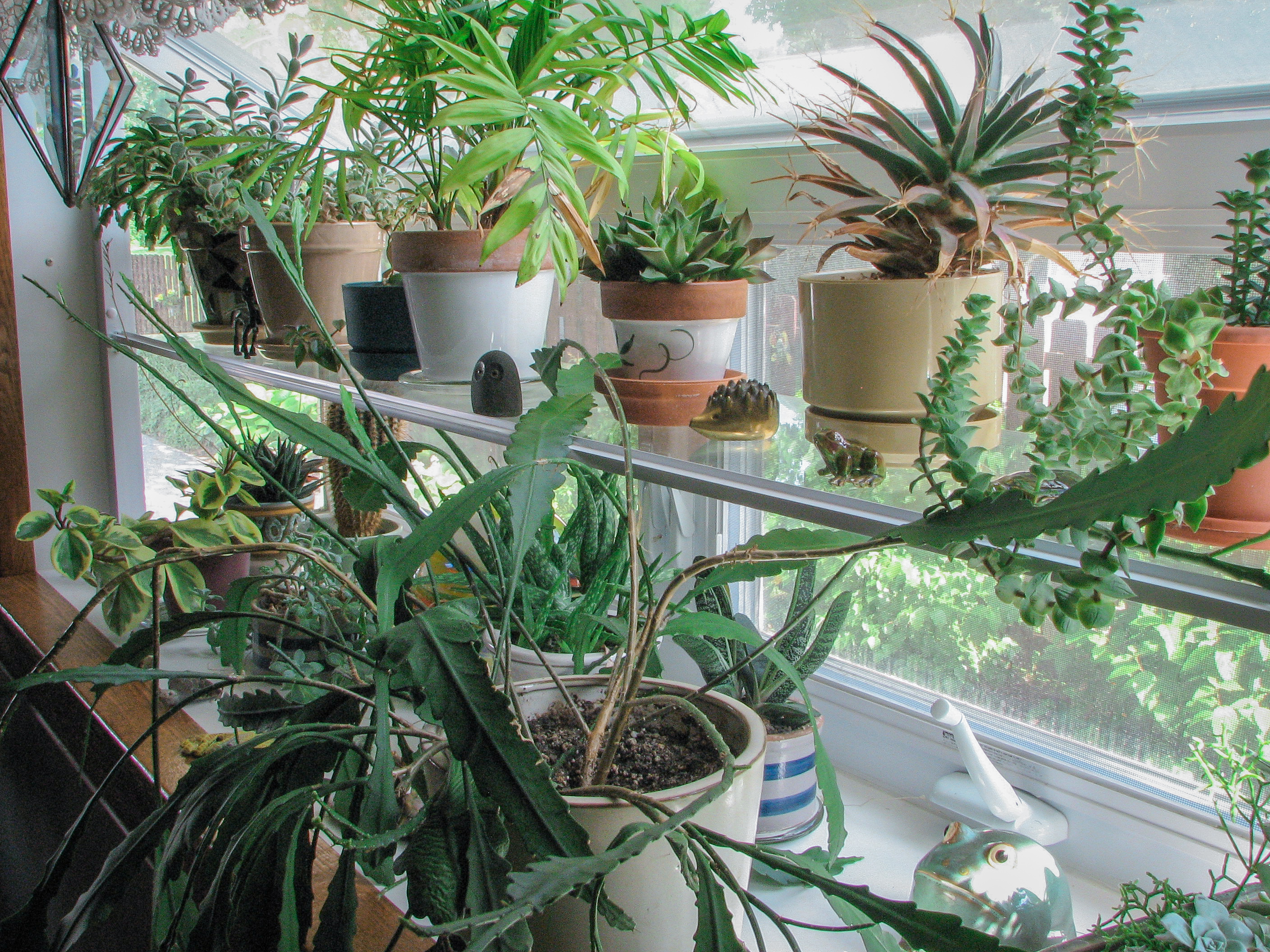 Houseplants in kitchen window