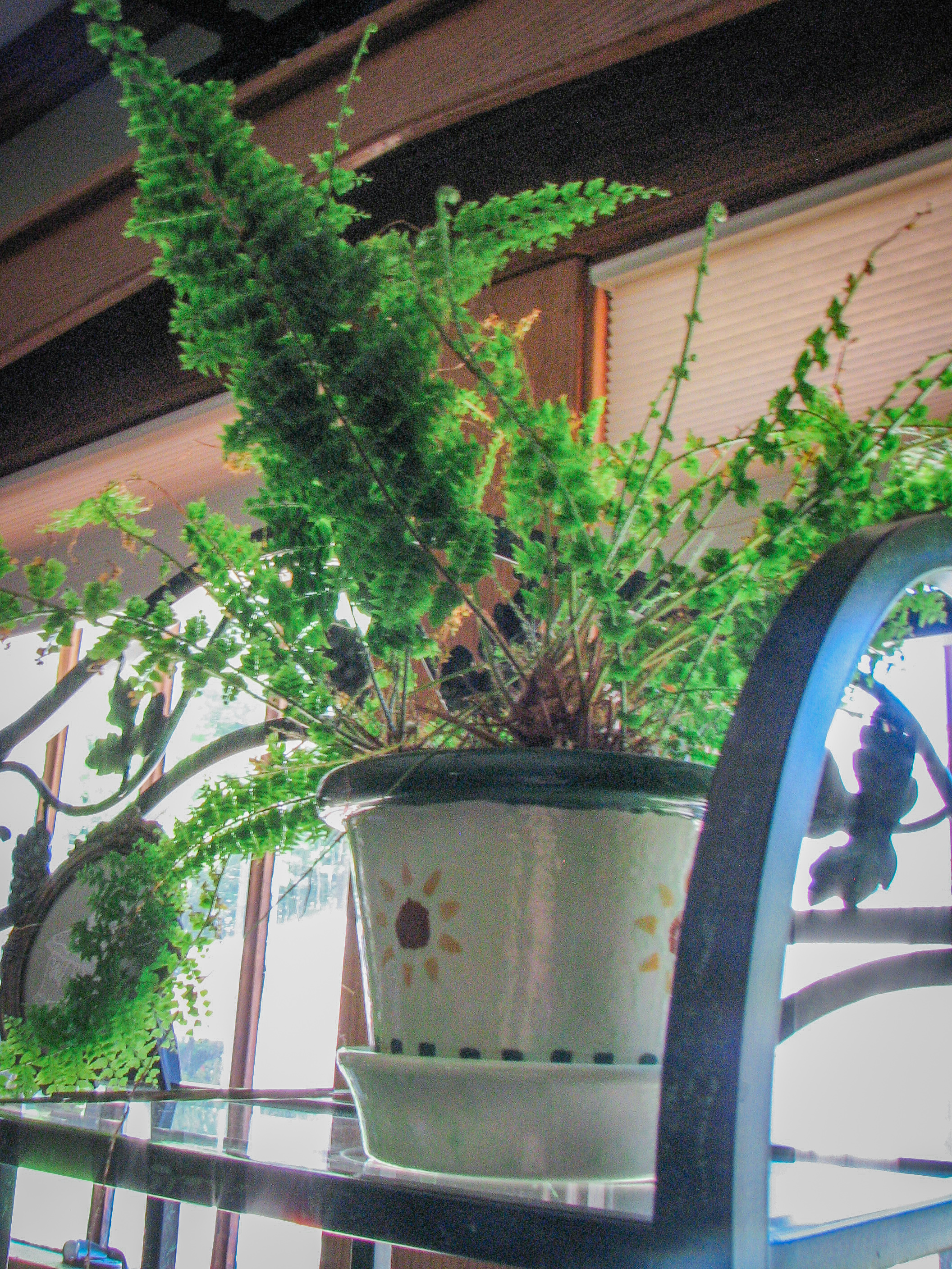 fern on plant shelf in front of window