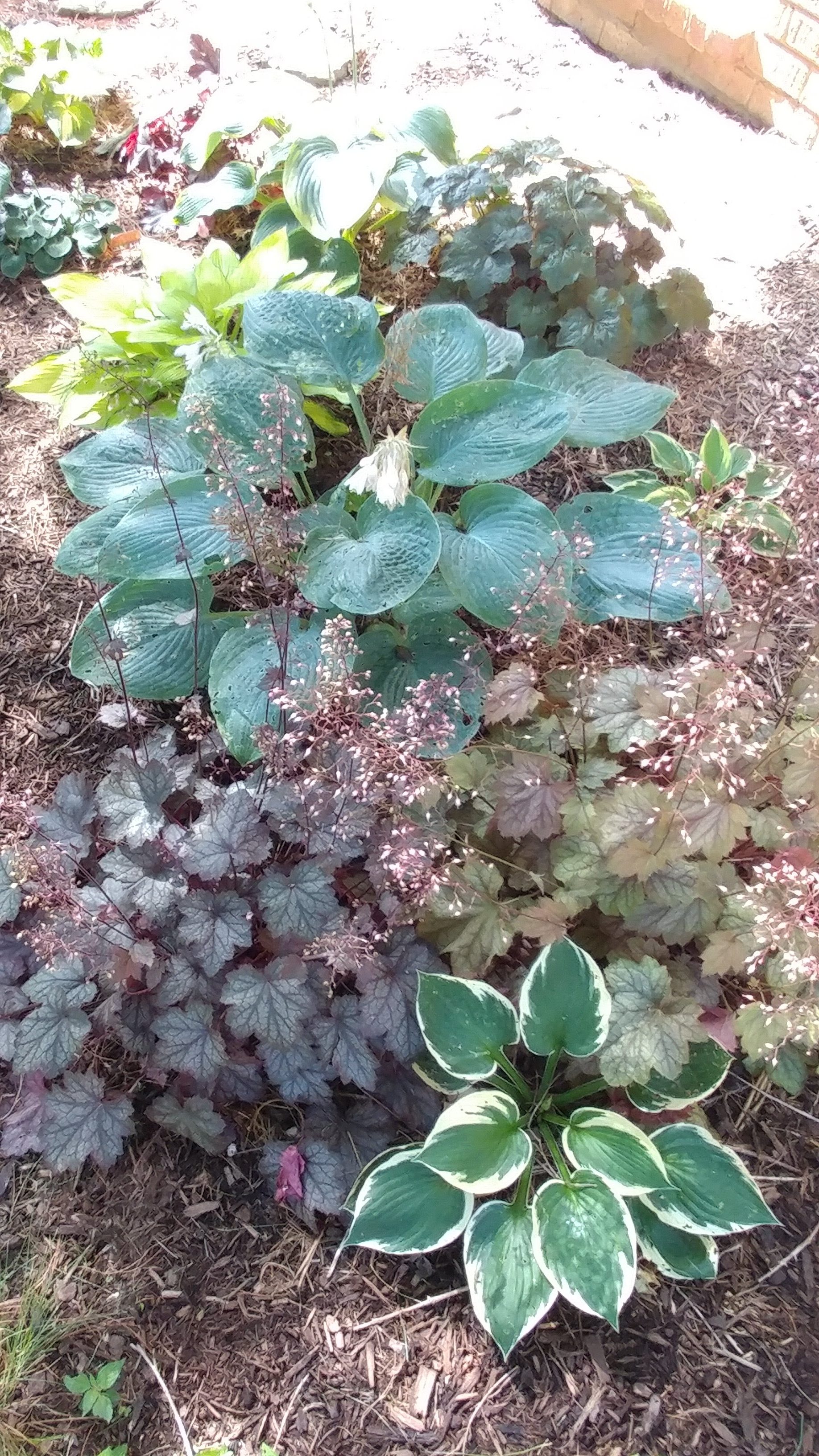 Hostas and coral bells