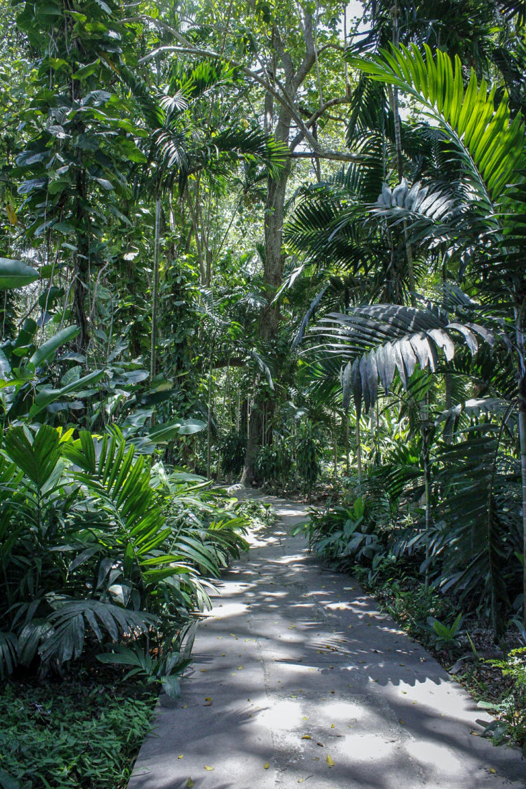 jungle setting at Shaw Park Gardens