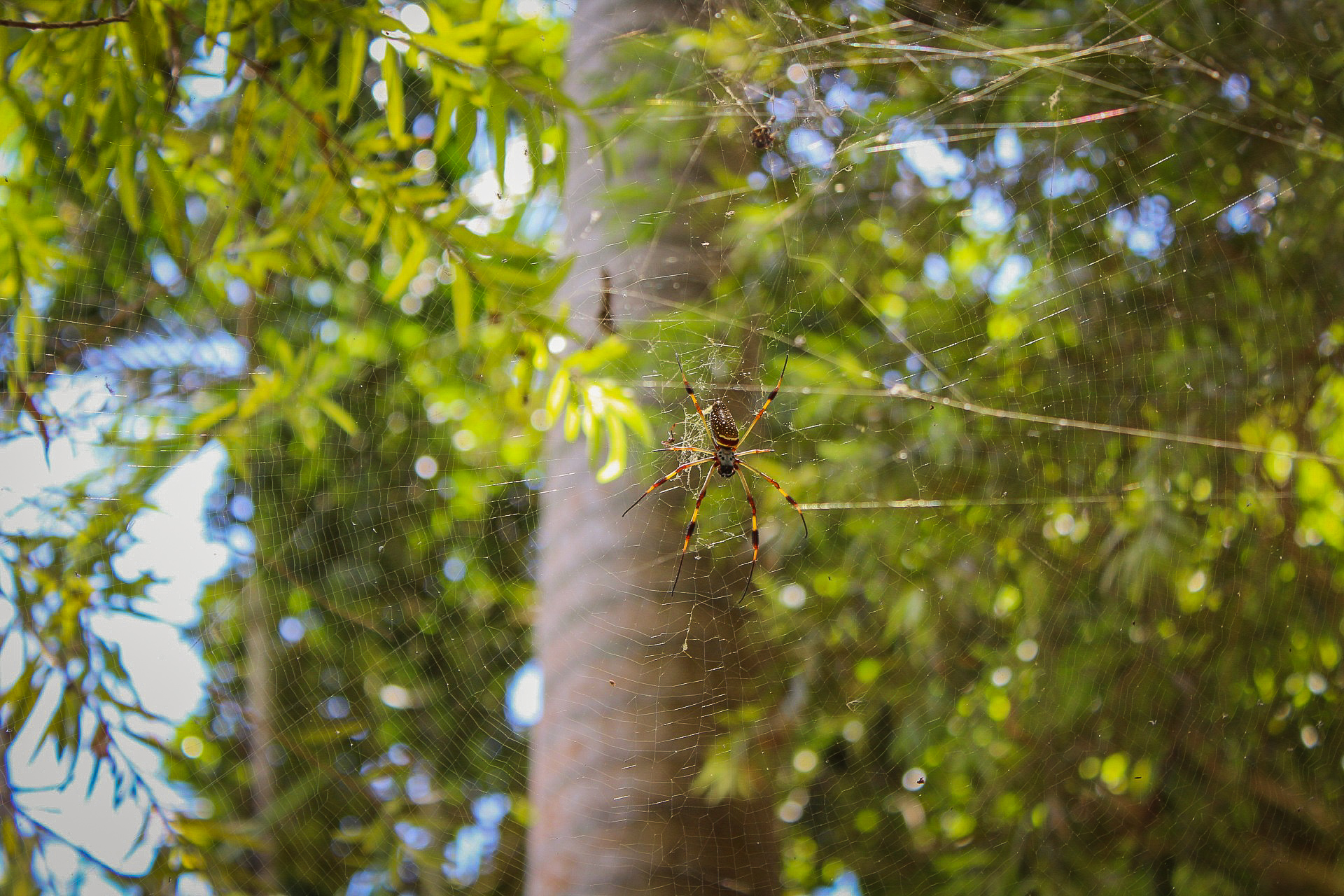 Banana spider at Shaw Park Gardens