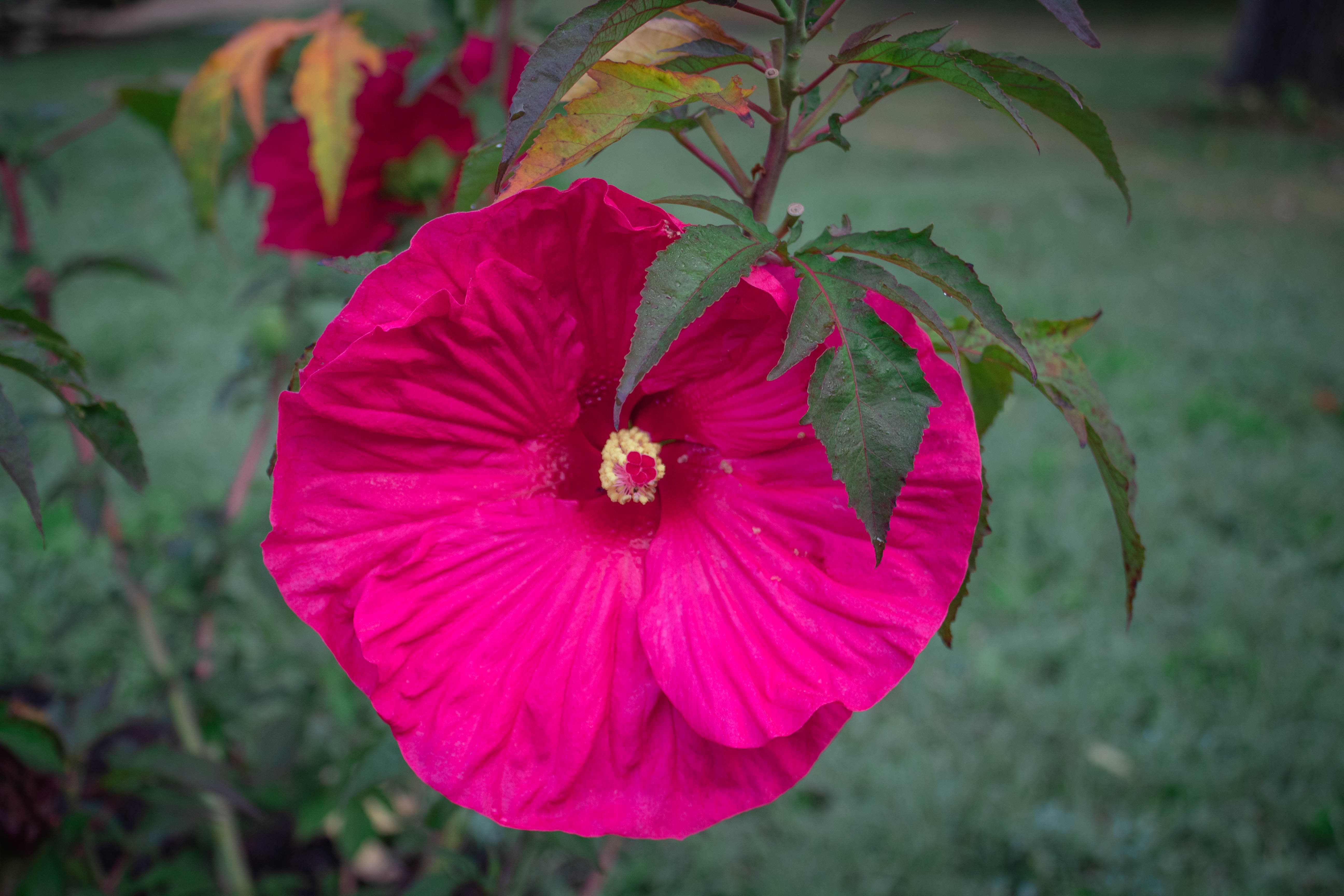 Hardy hibiscus - this month in gardening