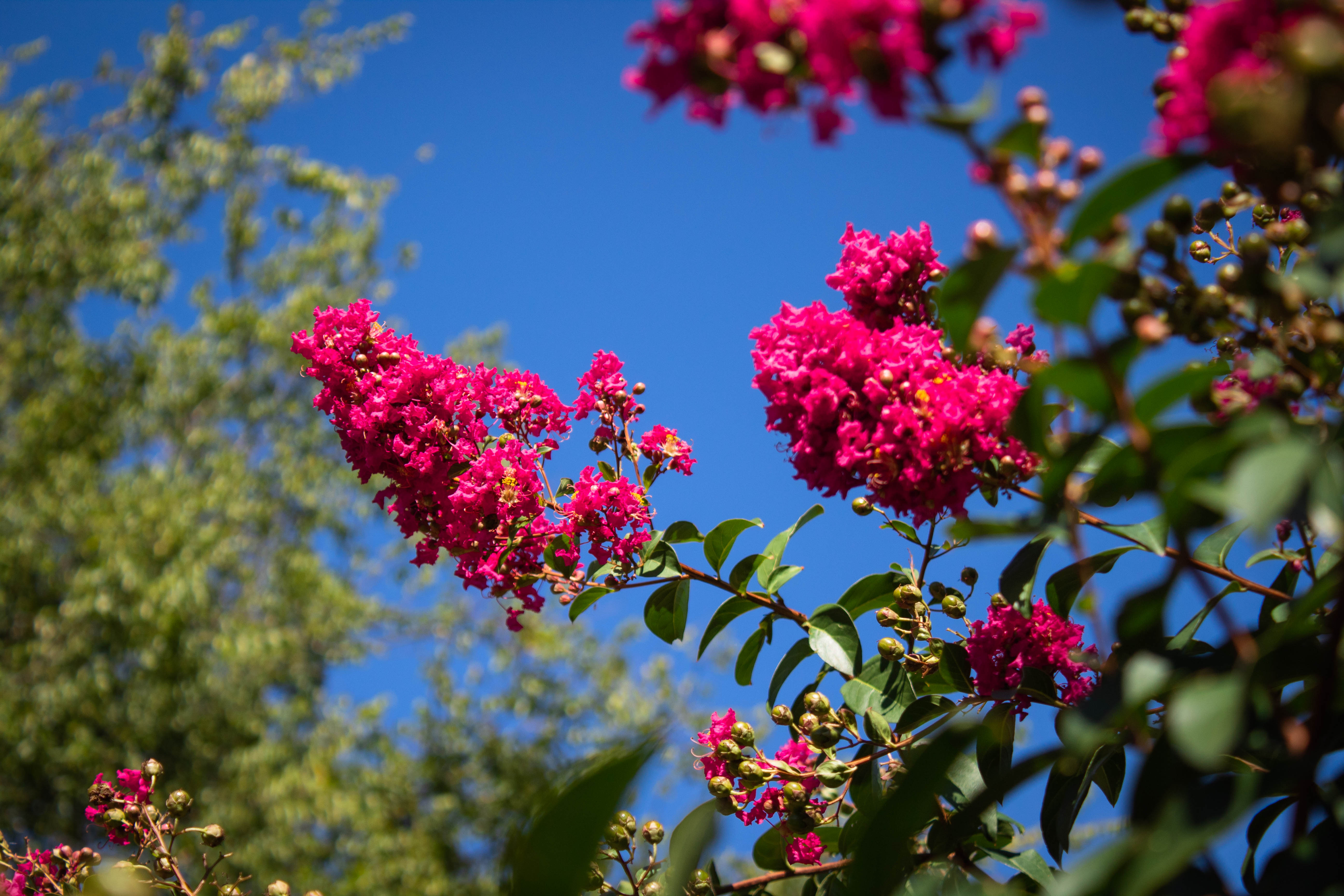 Pink crepe myrtle for Garden Bloggesrs' Bloom Day September 2018