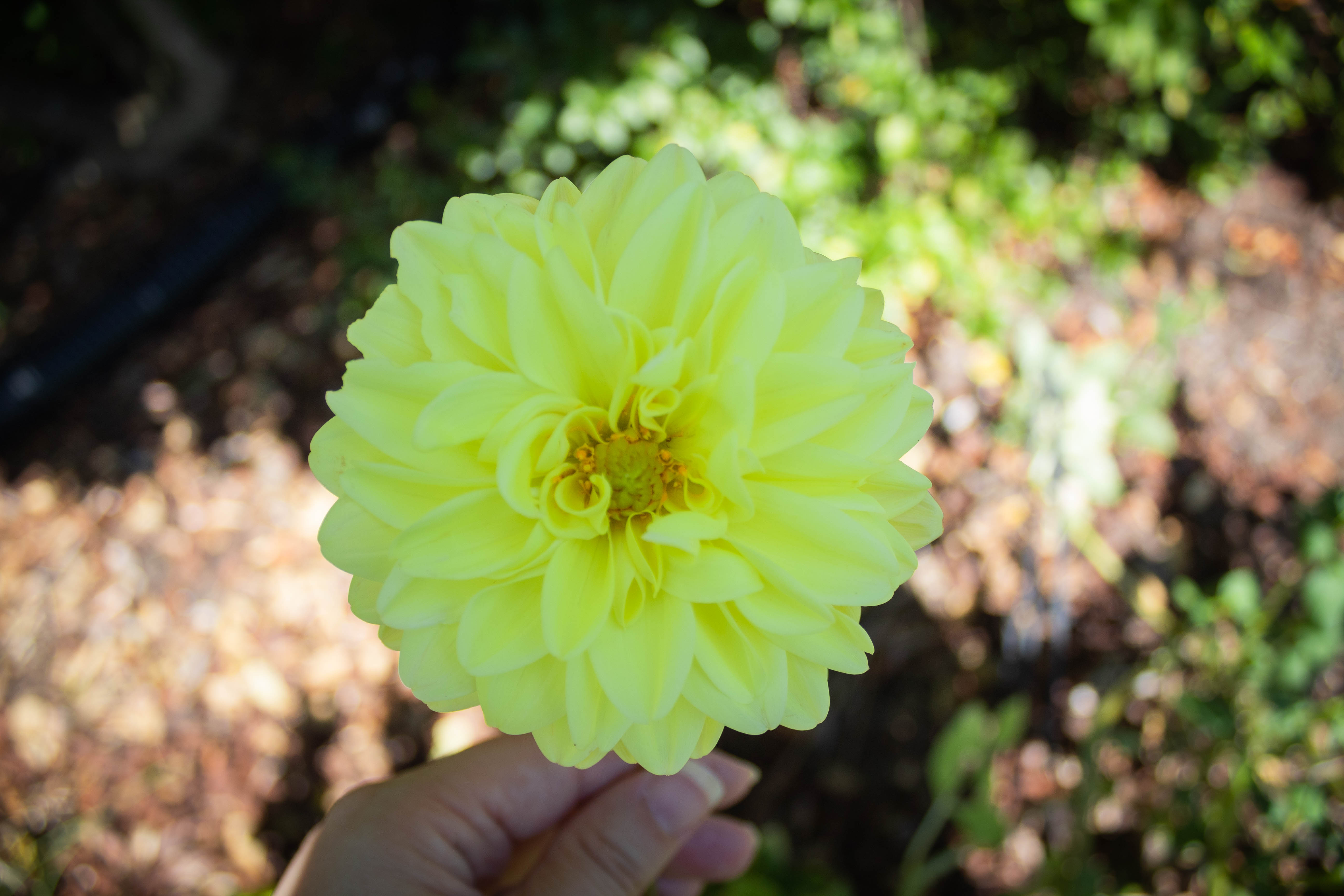 Garden Bloggers’ Bloom Day – September 2018