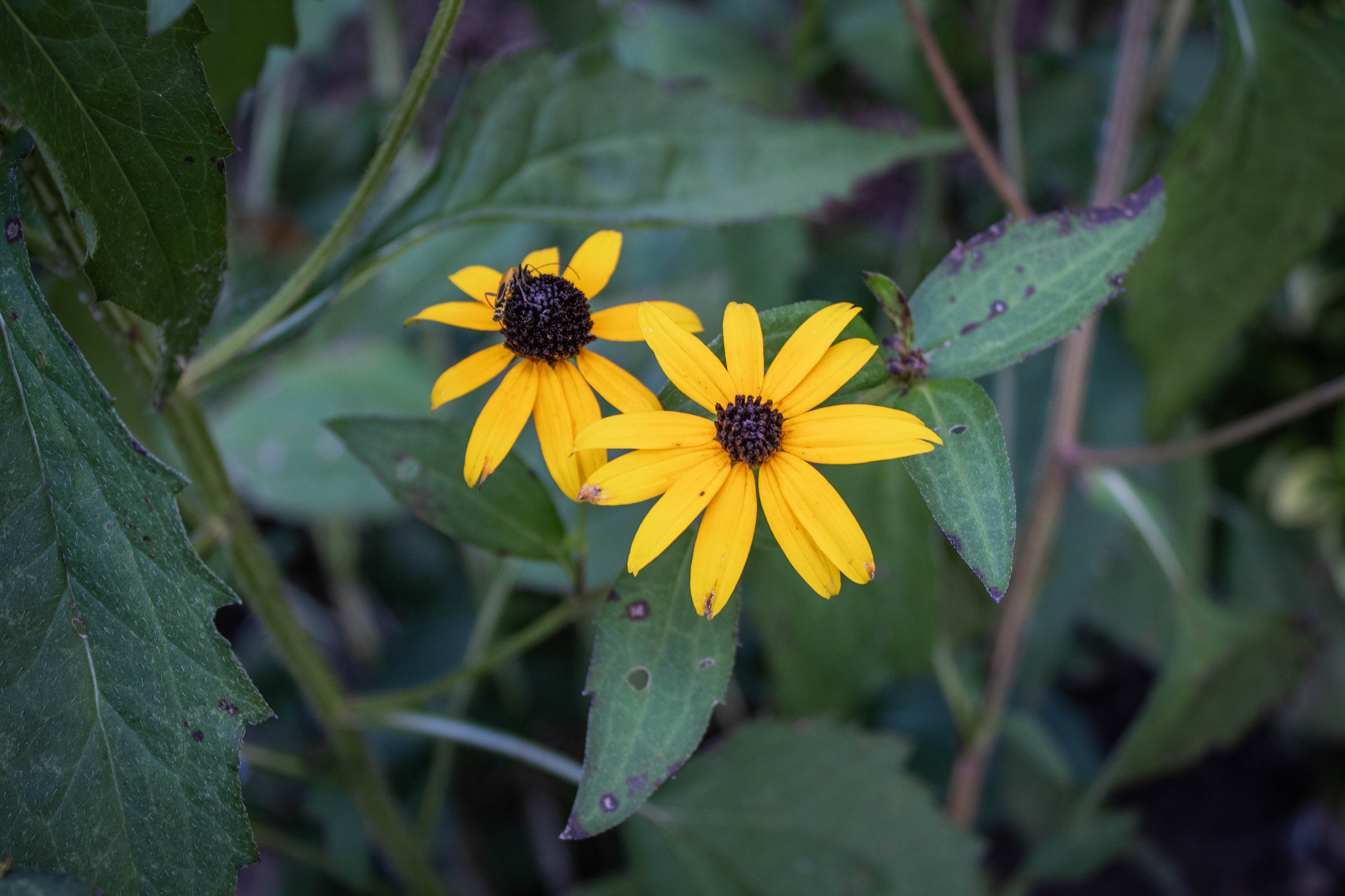 Black-eyed Susans for garden Bloggers' Bloom Day September 2018