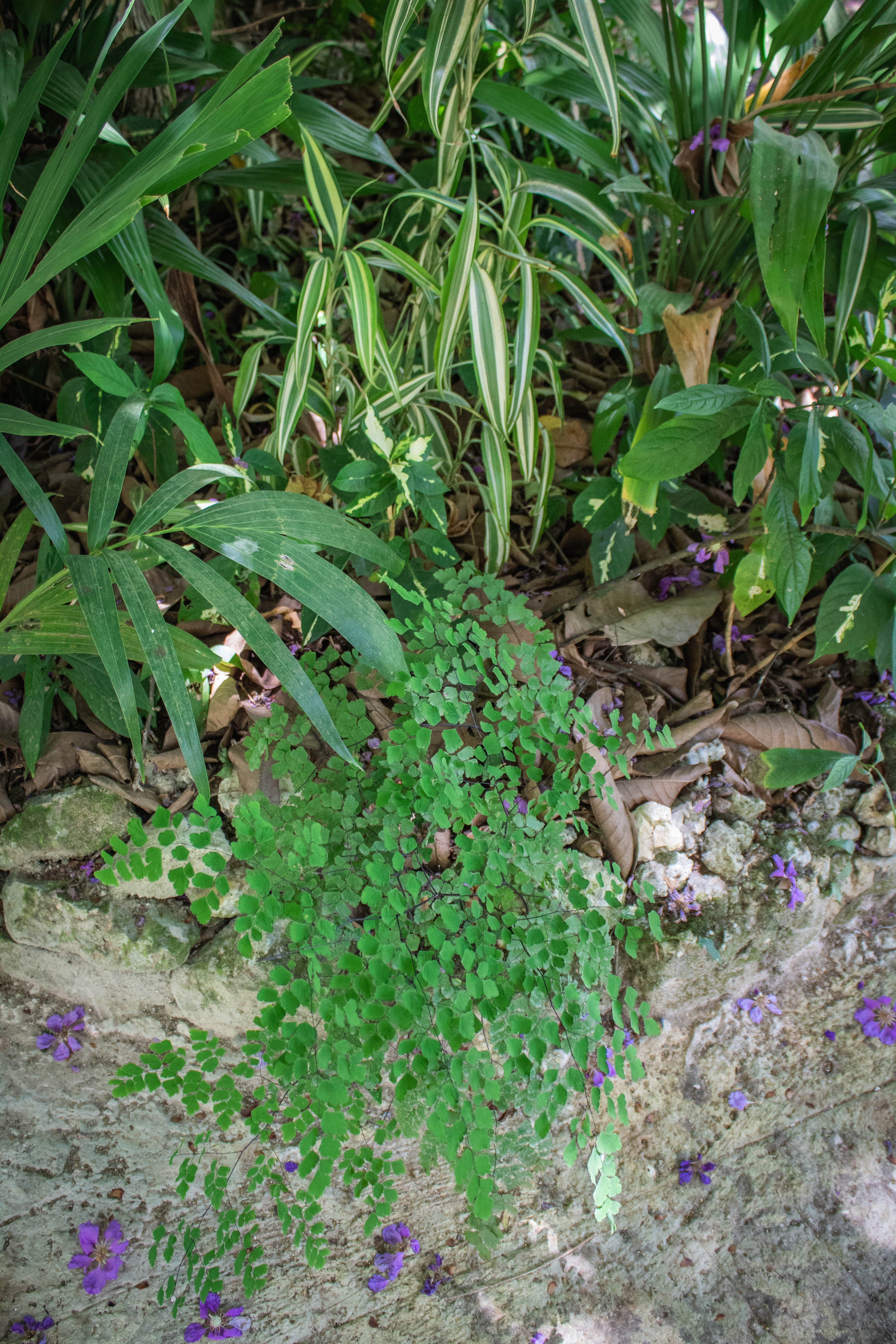 Maidenhair fern at Shaw Park Gardens