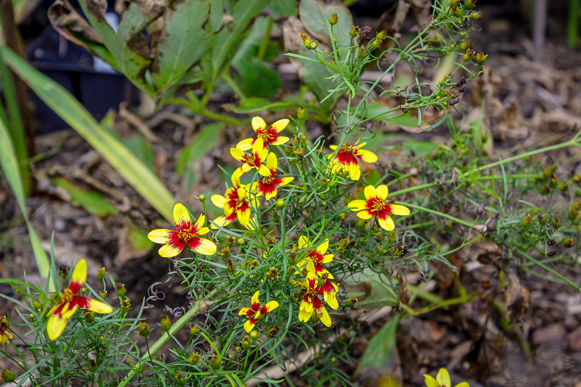 Coreopsis for Garden Bloggers' Bloom Day October 2018