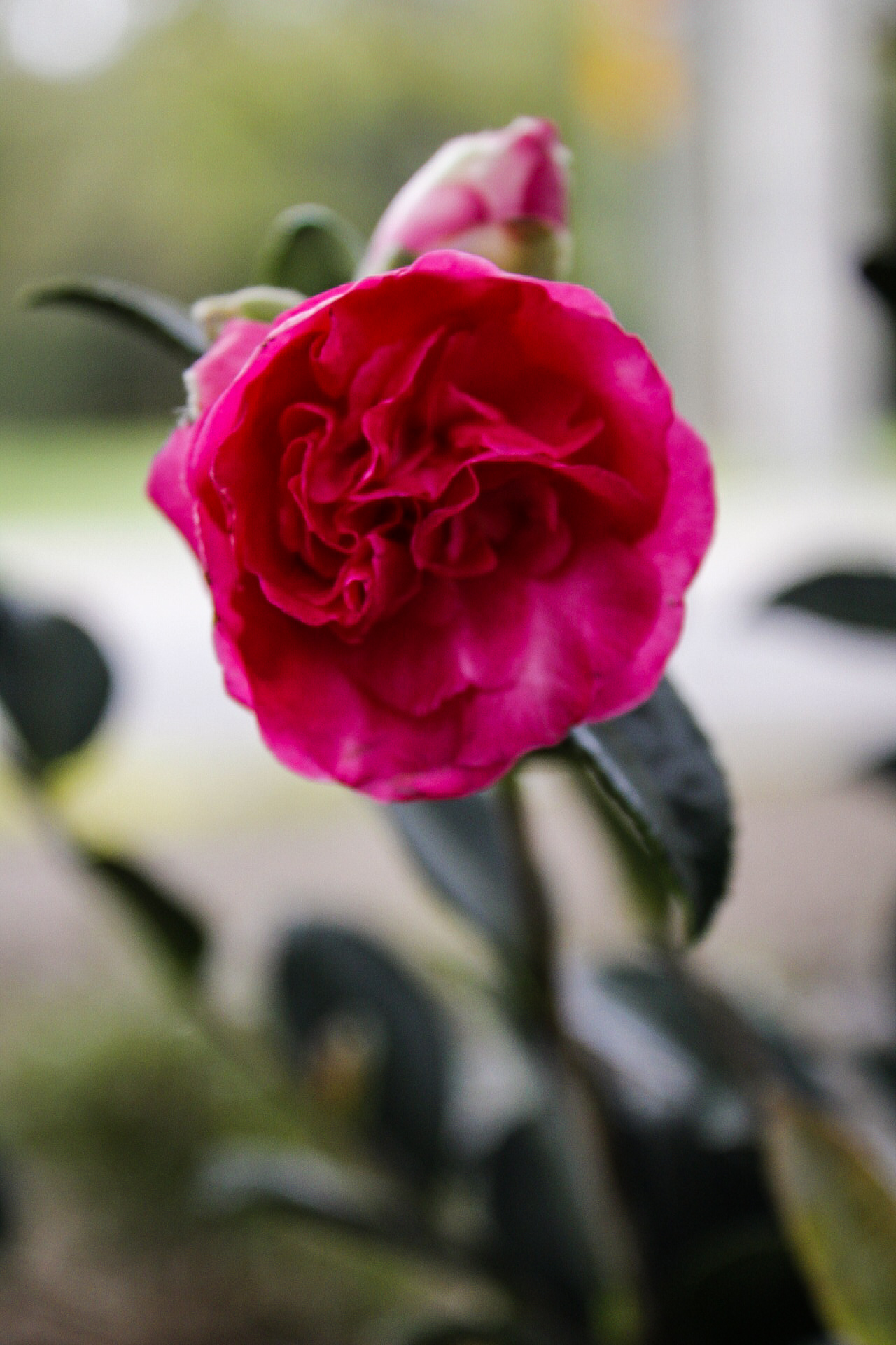 Camellia 'Sparkling Burgundy' for Garden Bloggers' Bloom Day October 2018
