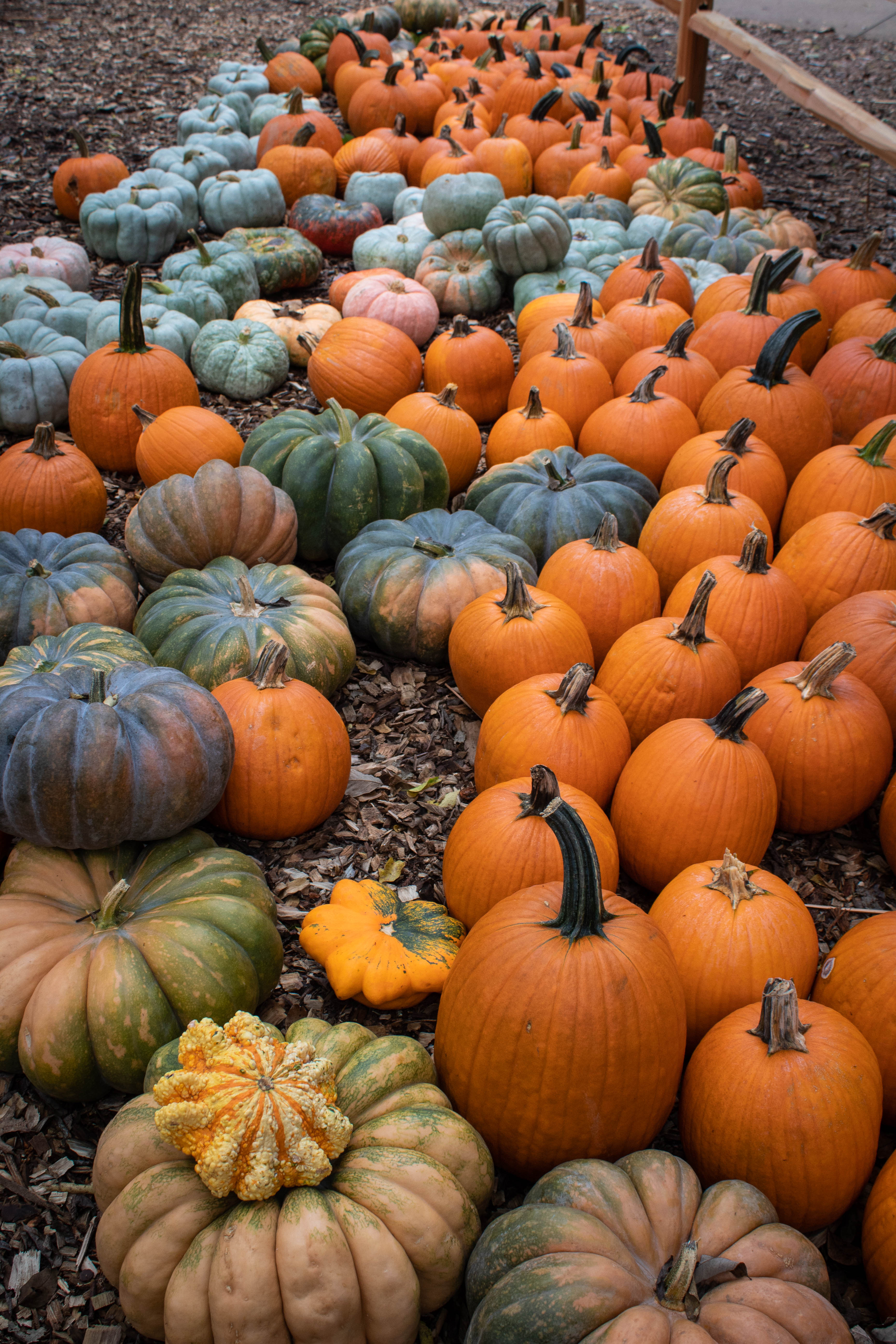 Pumpkins for sale at Cheekwood Harvest