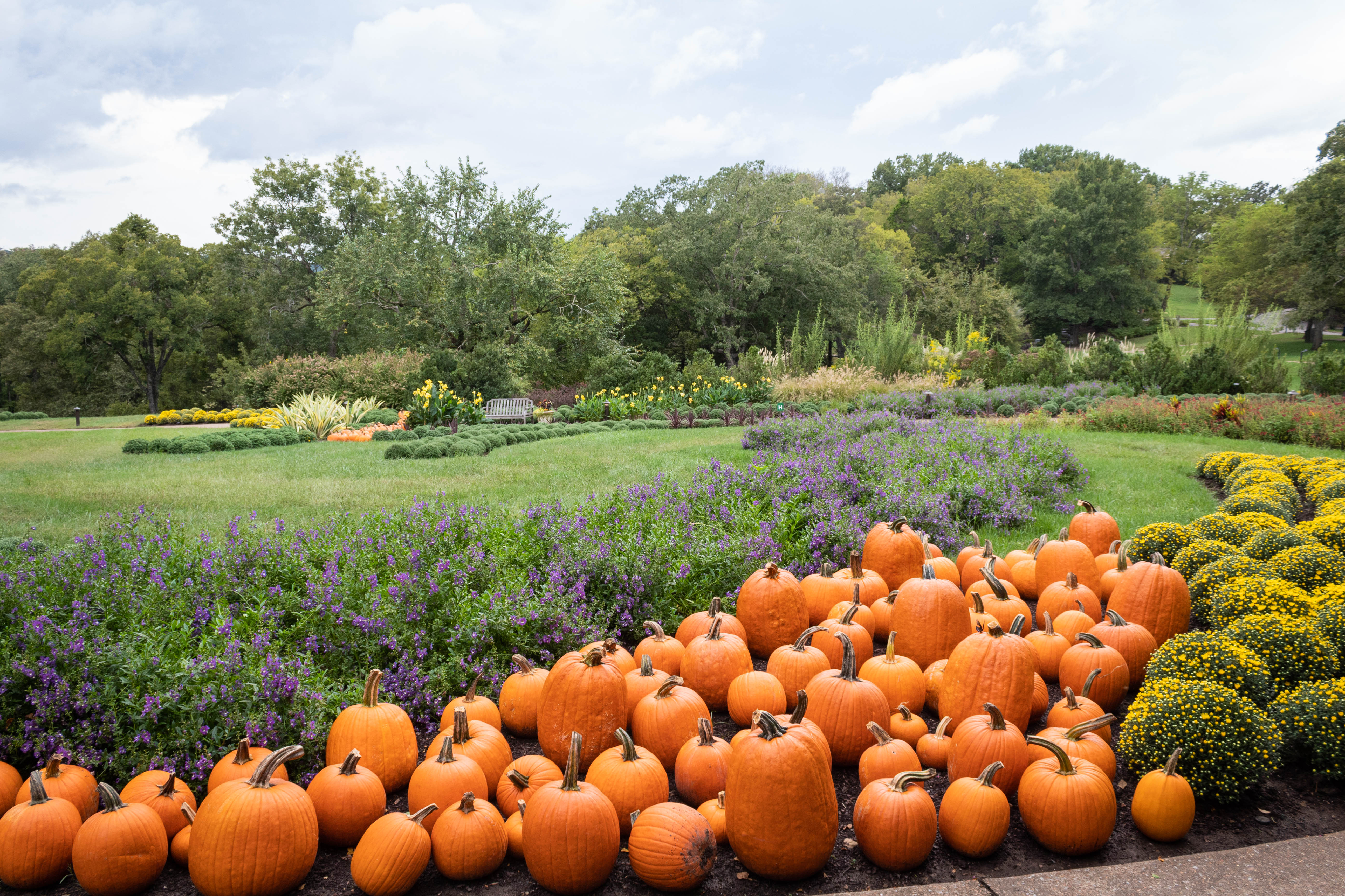 Pumpkins and mums in the garden design at Cheekwood Harvest