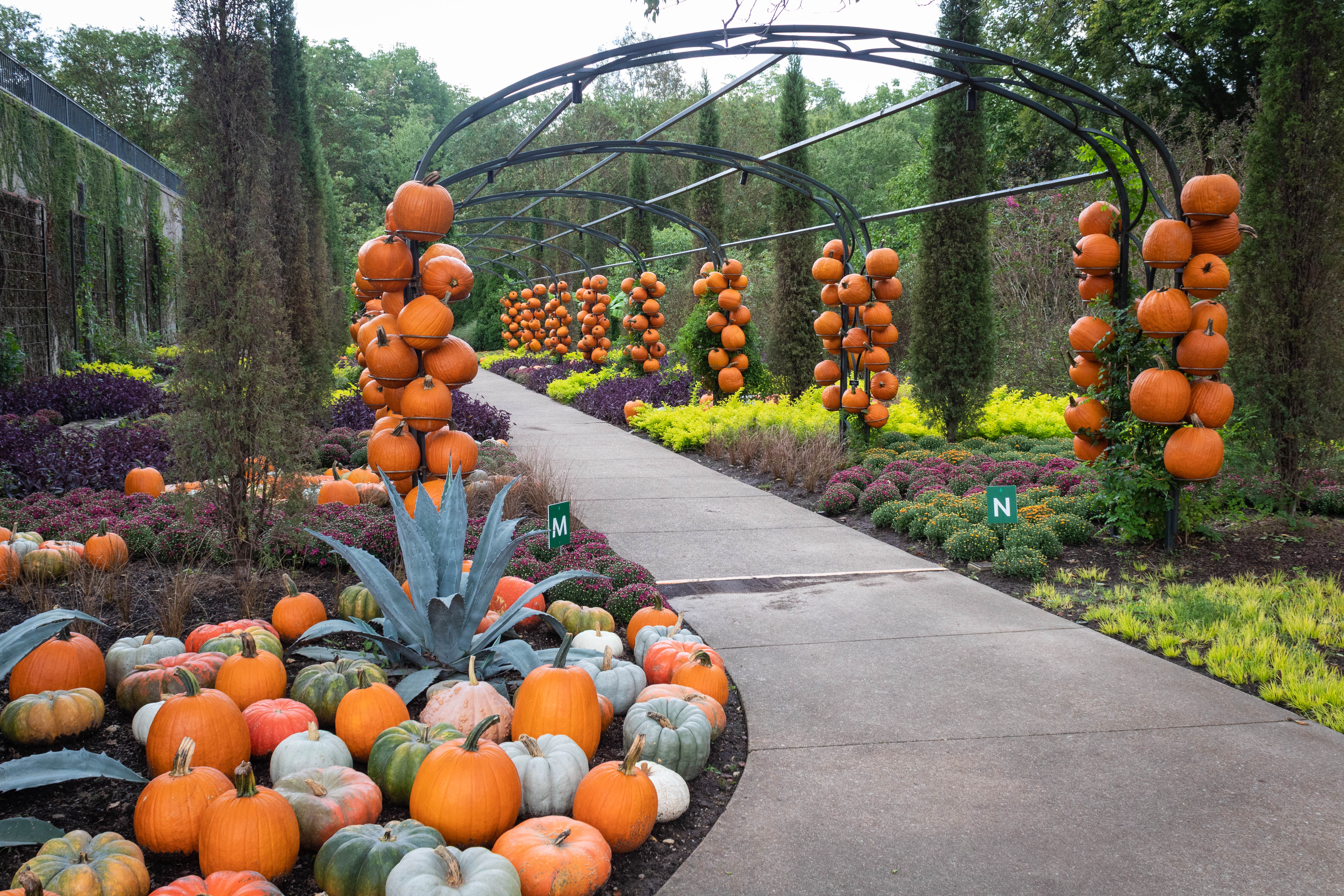 Pumpkin arches for Cheekwood Harvest
