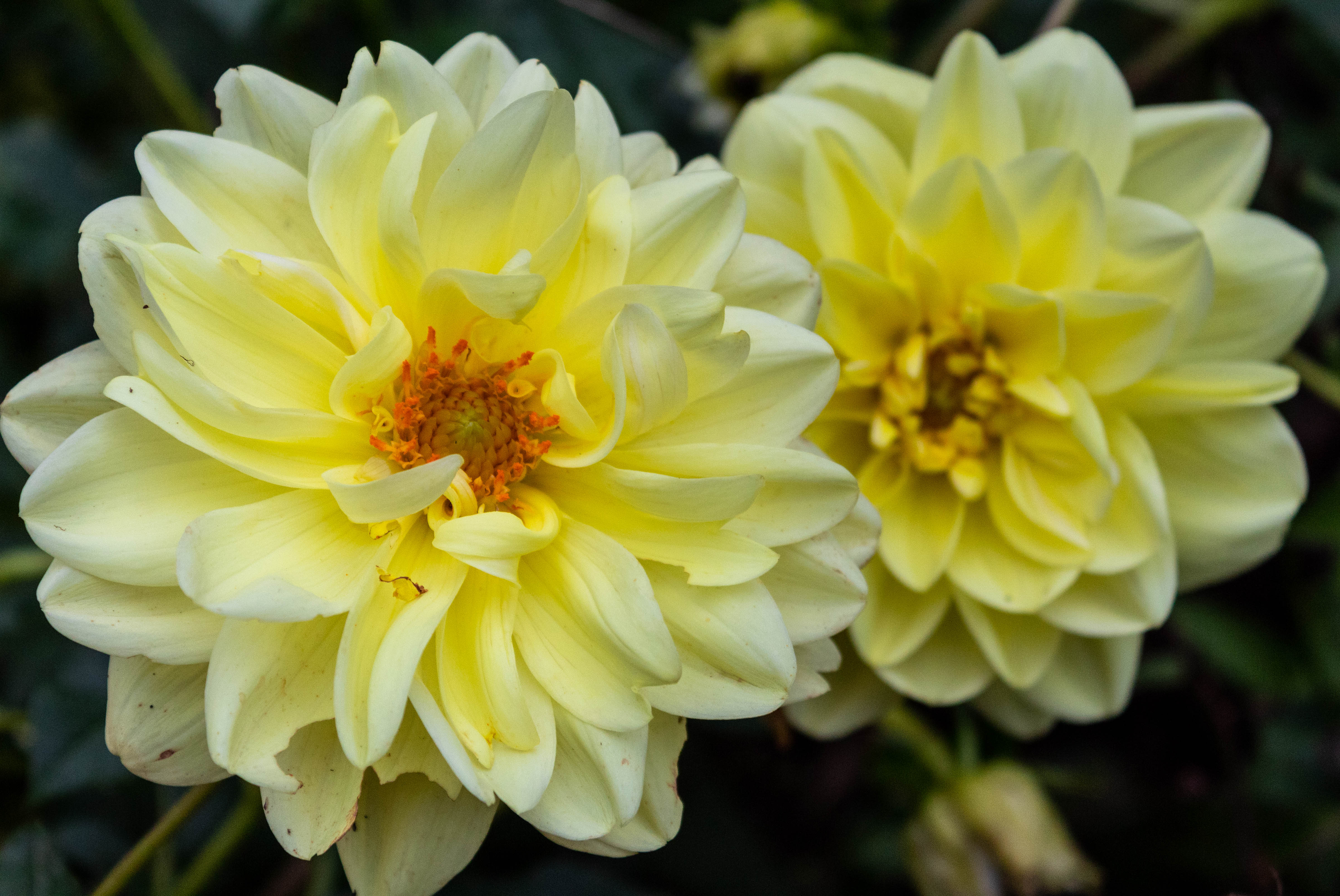 Dahlia still blooming for Garden Bloggers' Bloom Day October 2018