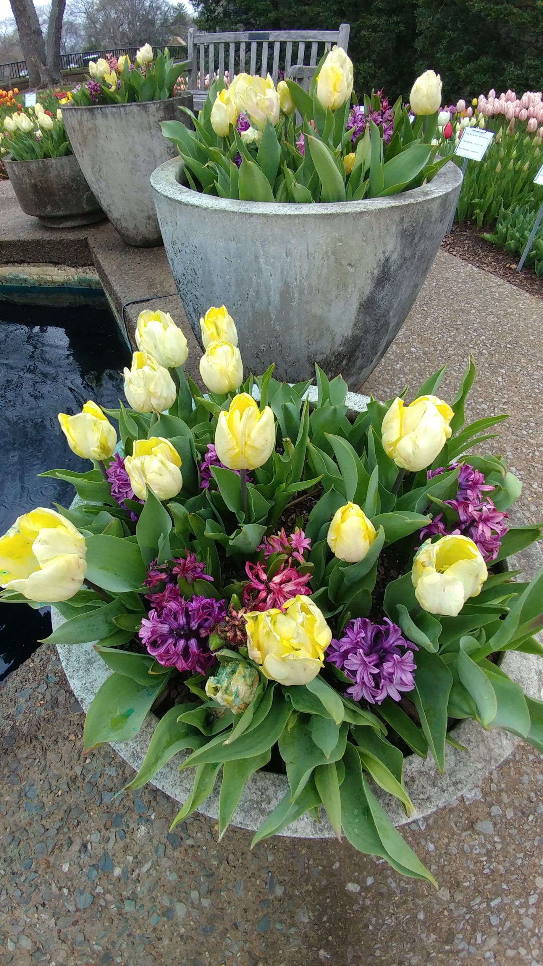 Tulips and hyacinths in a container at Cheekwood