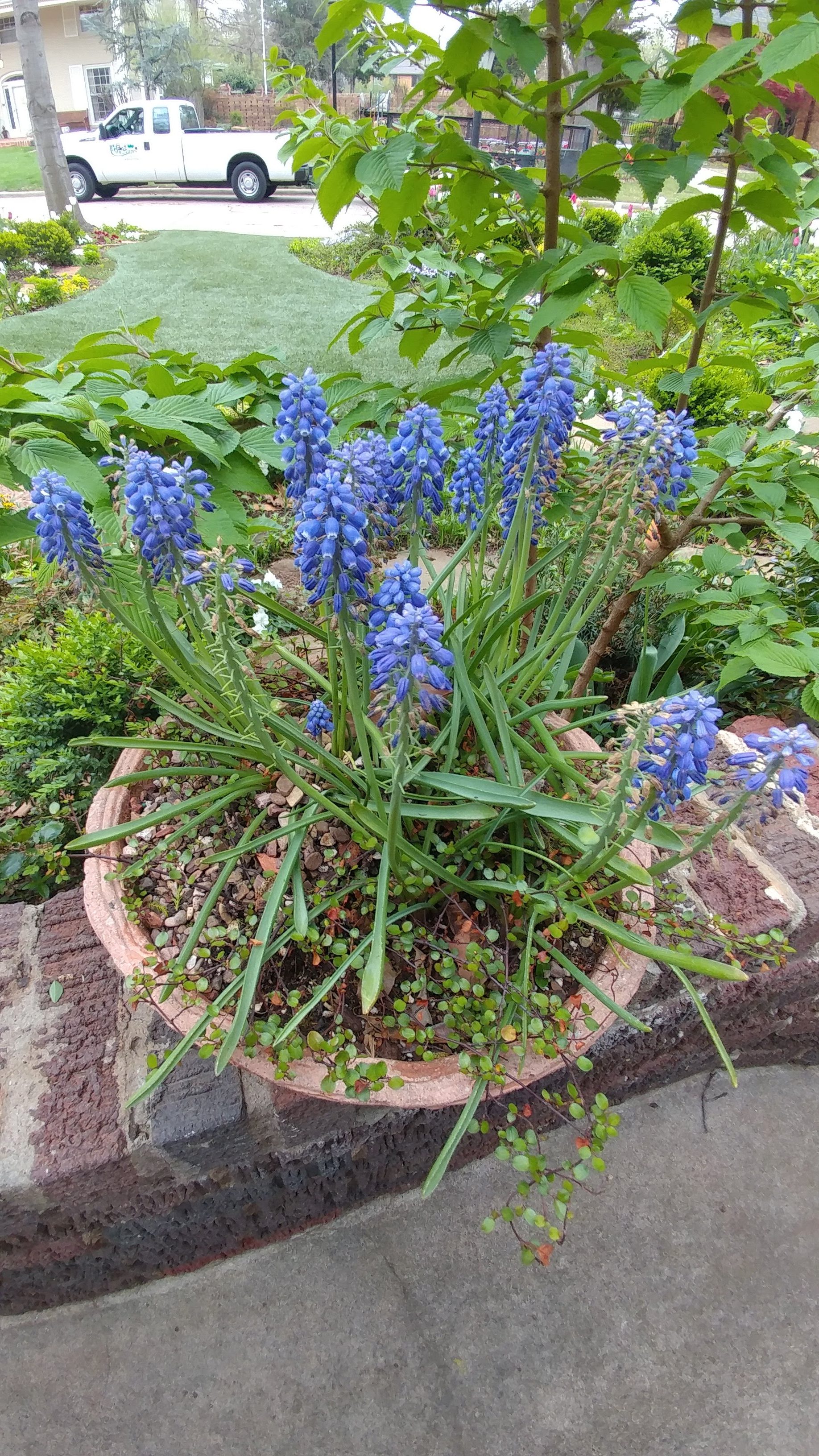 Muscari in a container in Linda Vater's garden