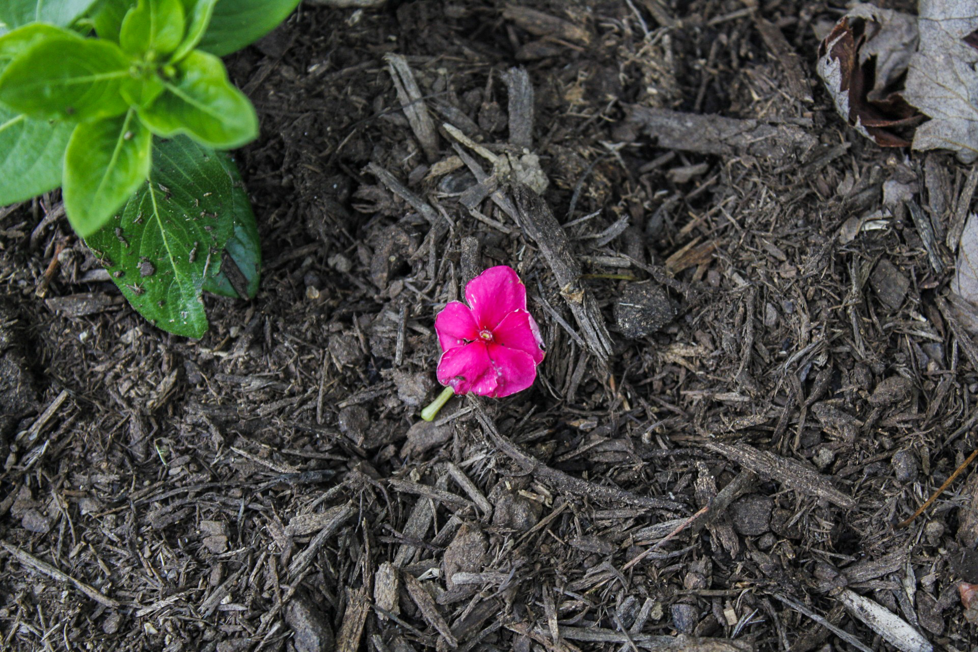 Annual vinca flower in mulch