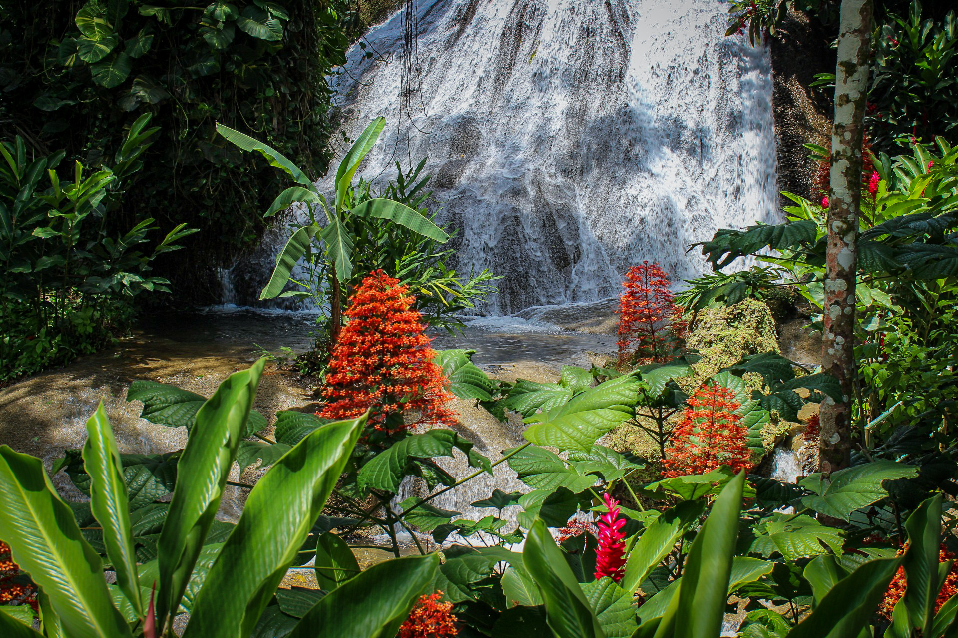 Details about   Postcard Jamaica Ocho Rica Shaw Park Gardens The Waterfall 
