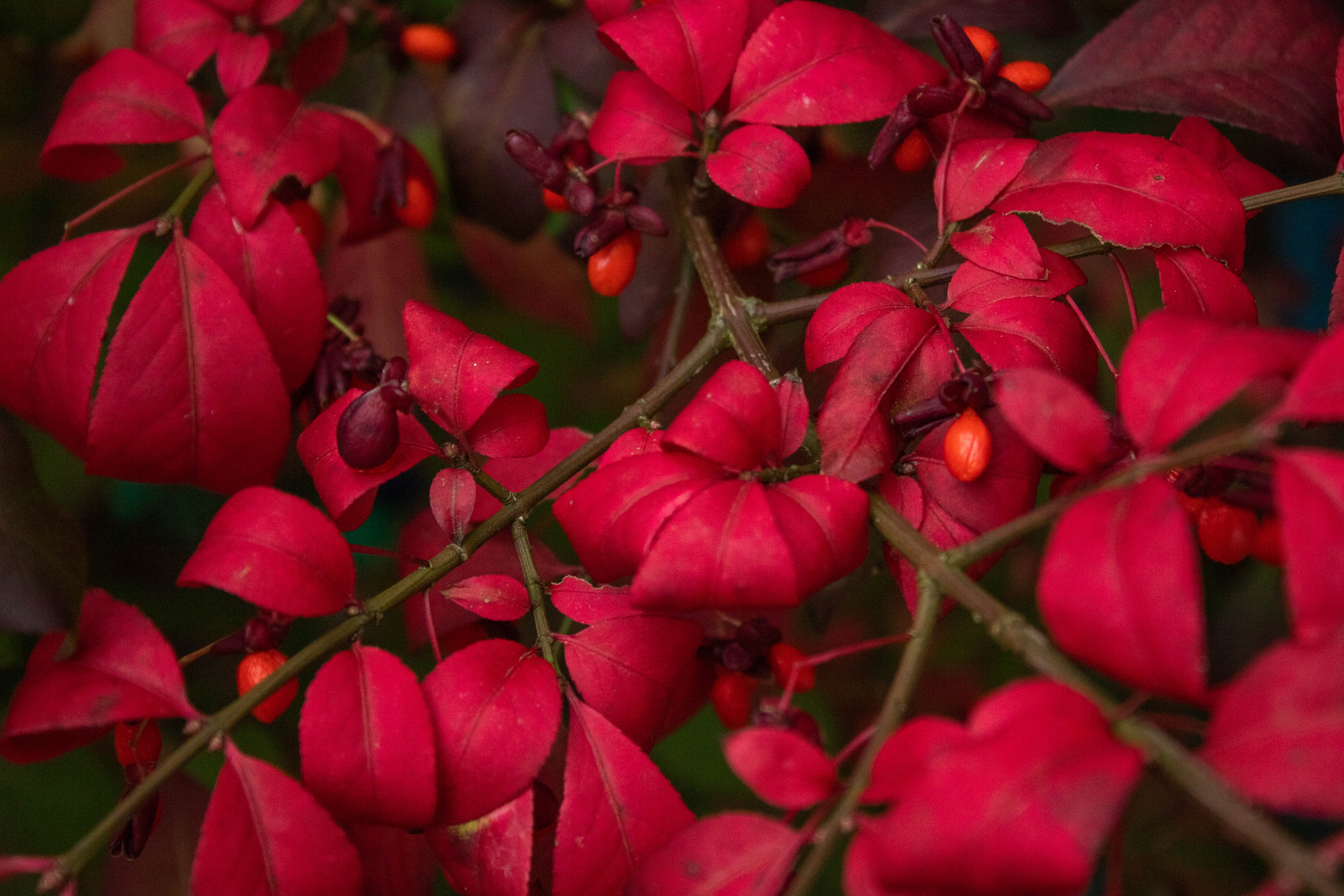 Red burning bush leaves and berries