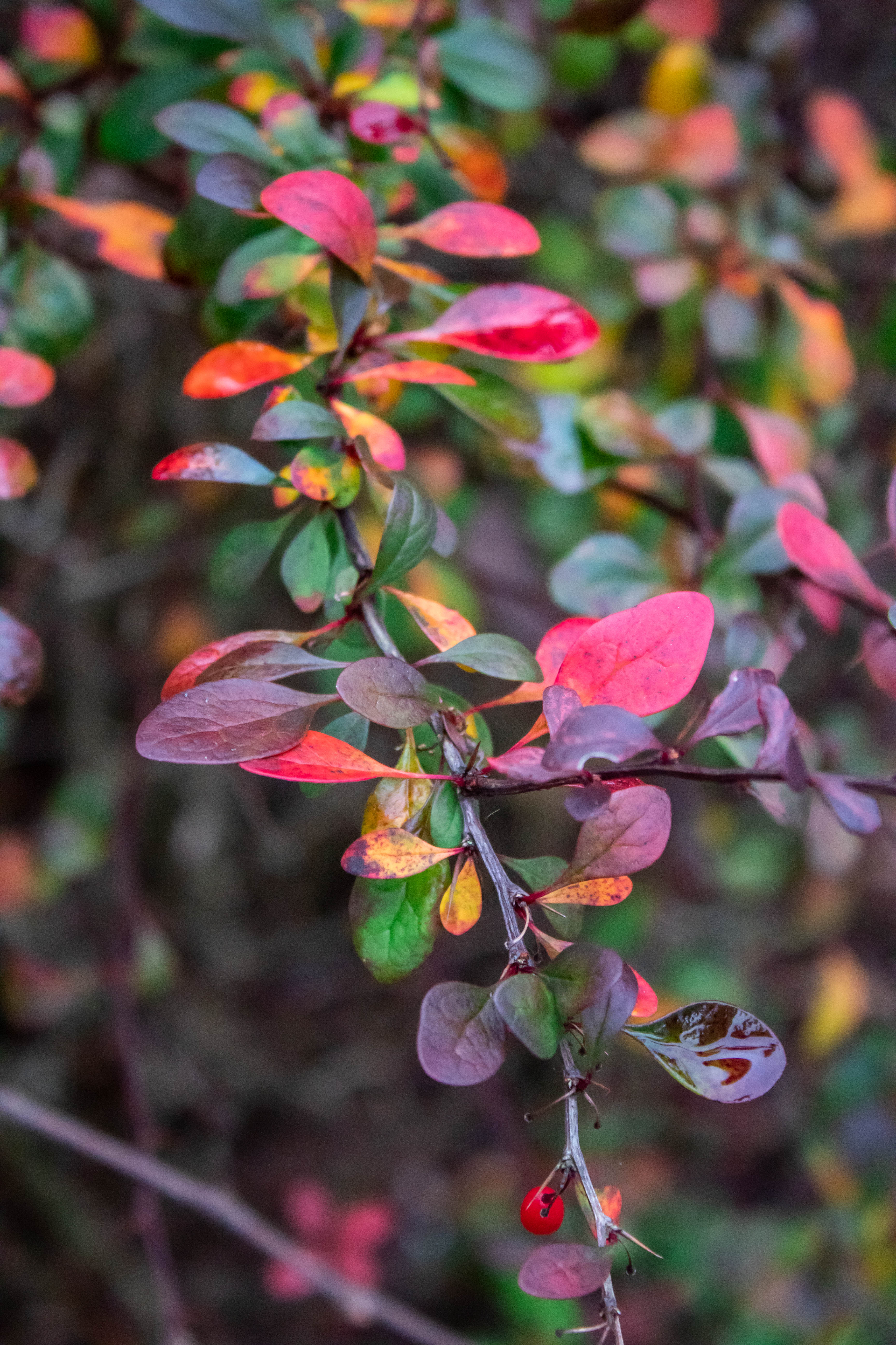 Barberry bush leaves purple, red, orange, and green
