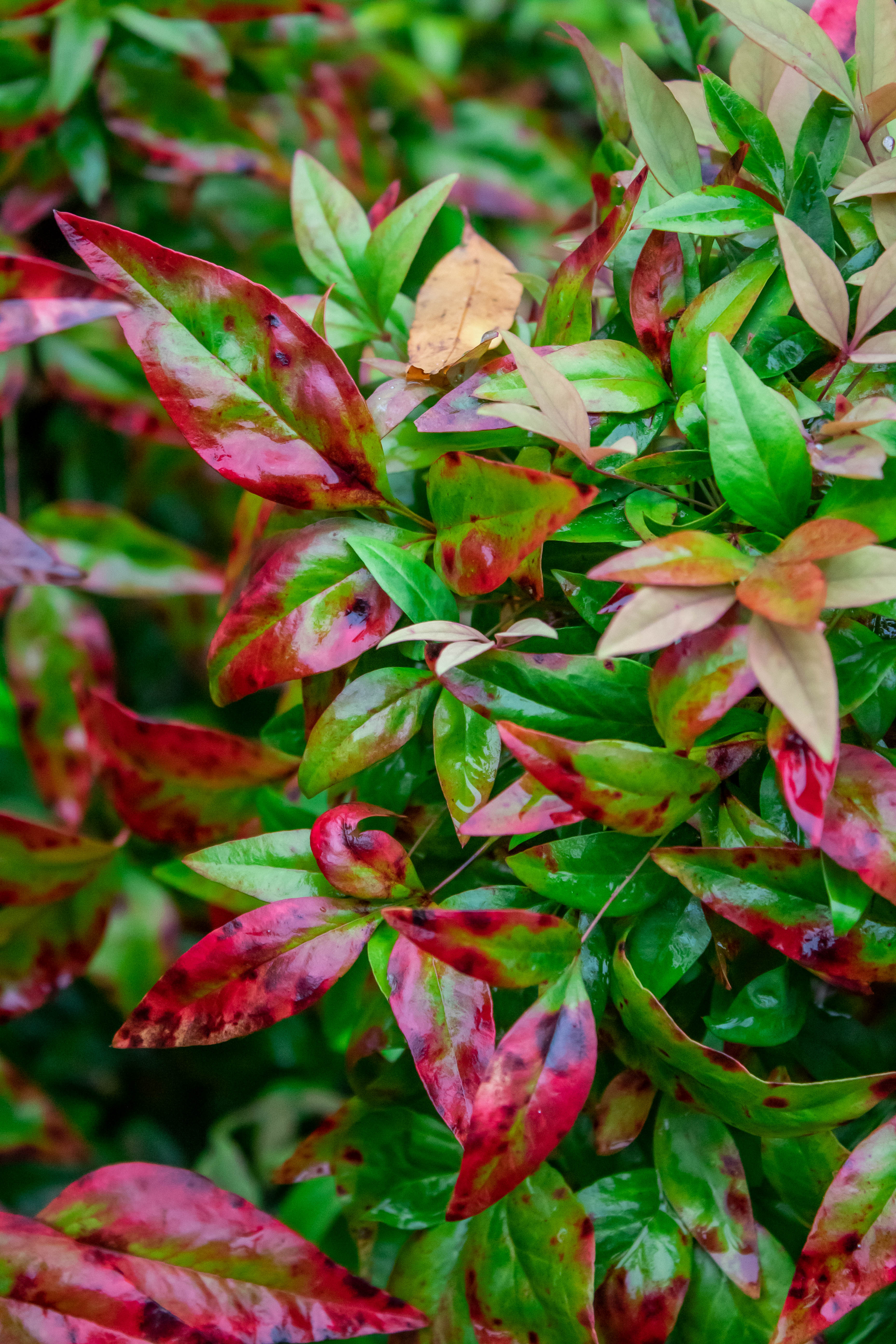 Nandina bush leaves turning red