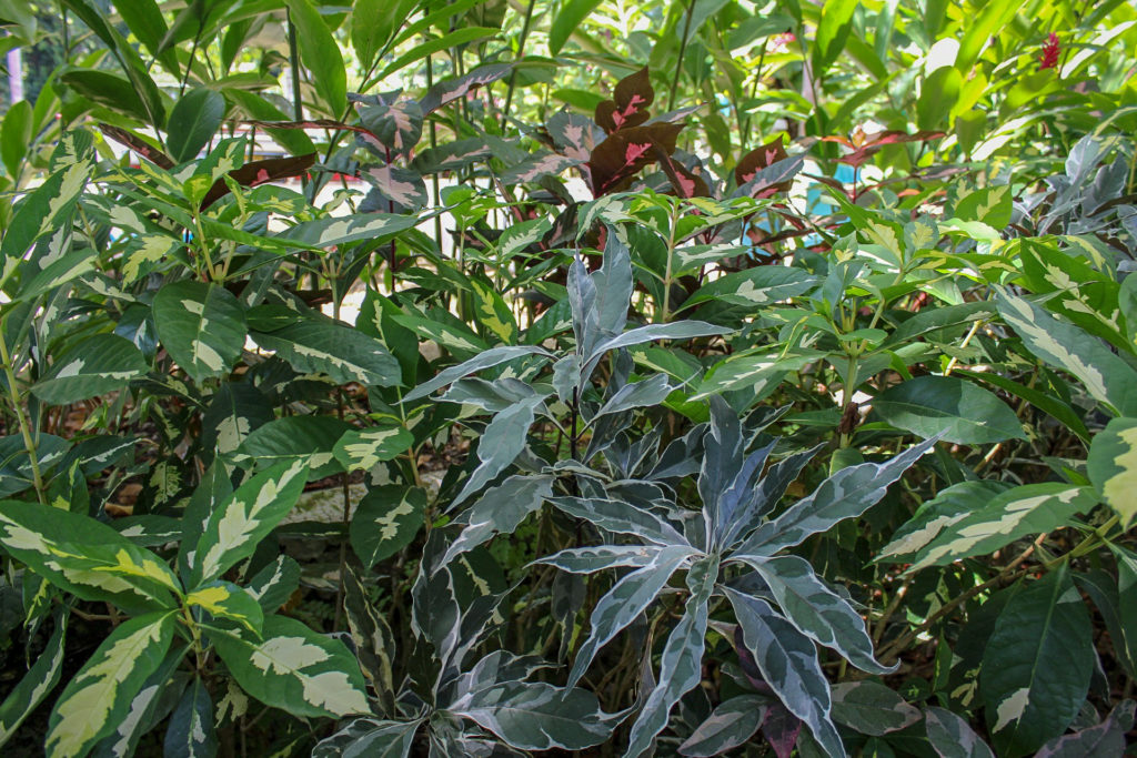 Pseuderanthemum 'Stainless Steel' and Graptophyllum pictum at Shaw Park Gardens