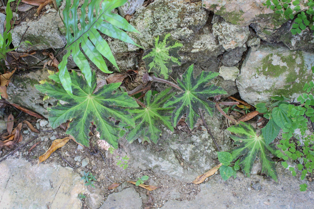 Star Begonia heracleifolia