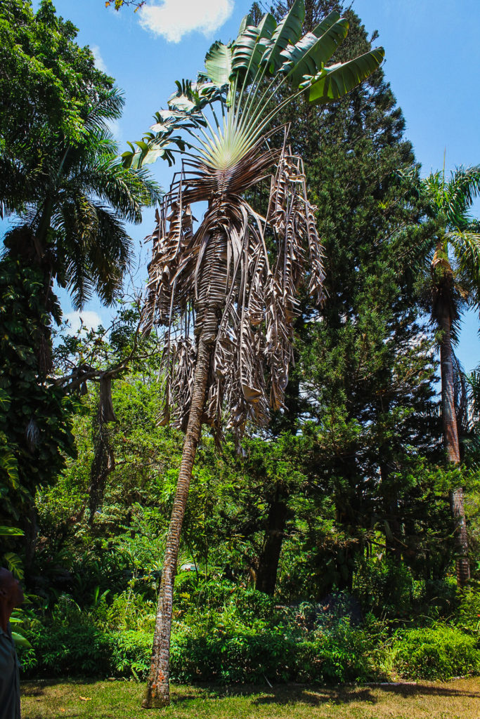 Traveller's Palm or Ravenala madagascariensis