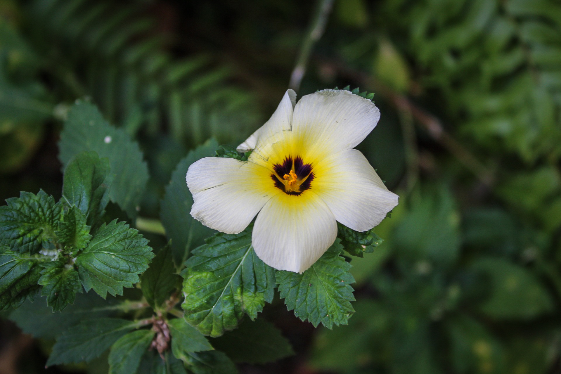 White Buttercup or Turnera subulata at Shaw Park Gardens