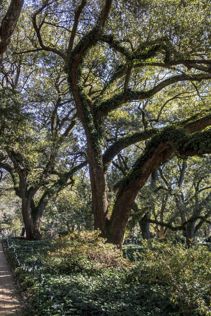 The live oaks create a dense canopy at Hopeland Gardens