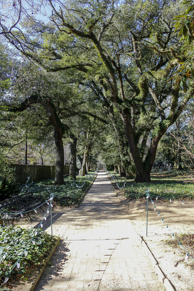 Christmas lights and live oaks lining the pathways at Hopeland Gardens