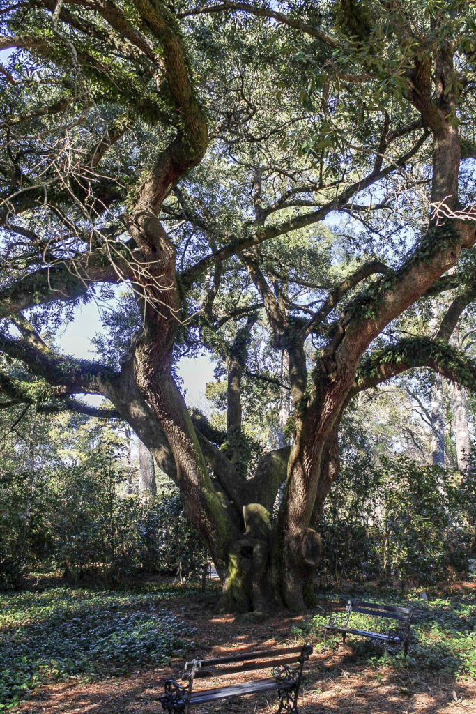 Live oak tree at Hopeland Gardens