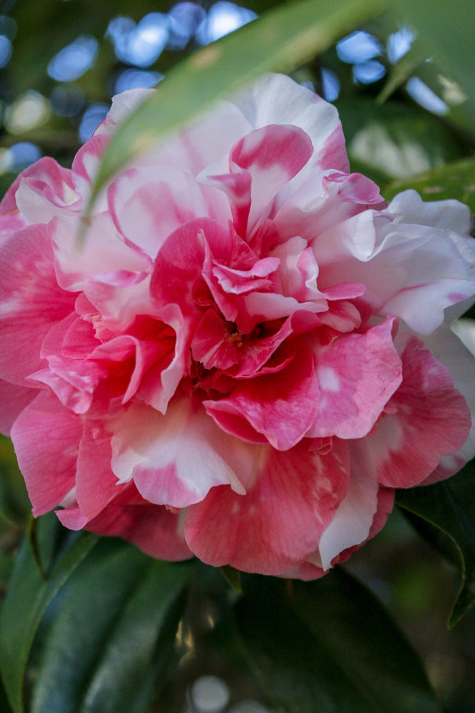 Variegated pink and white camellia flower