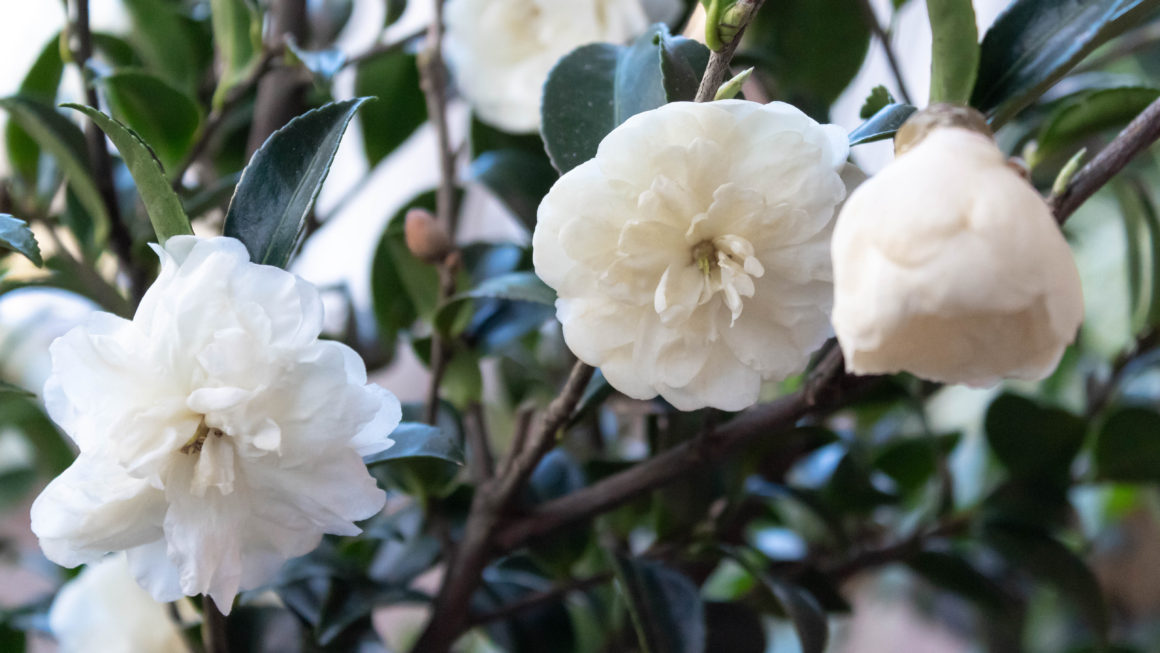 October Magic Bride Camellia from Southern Living Plant Collection
